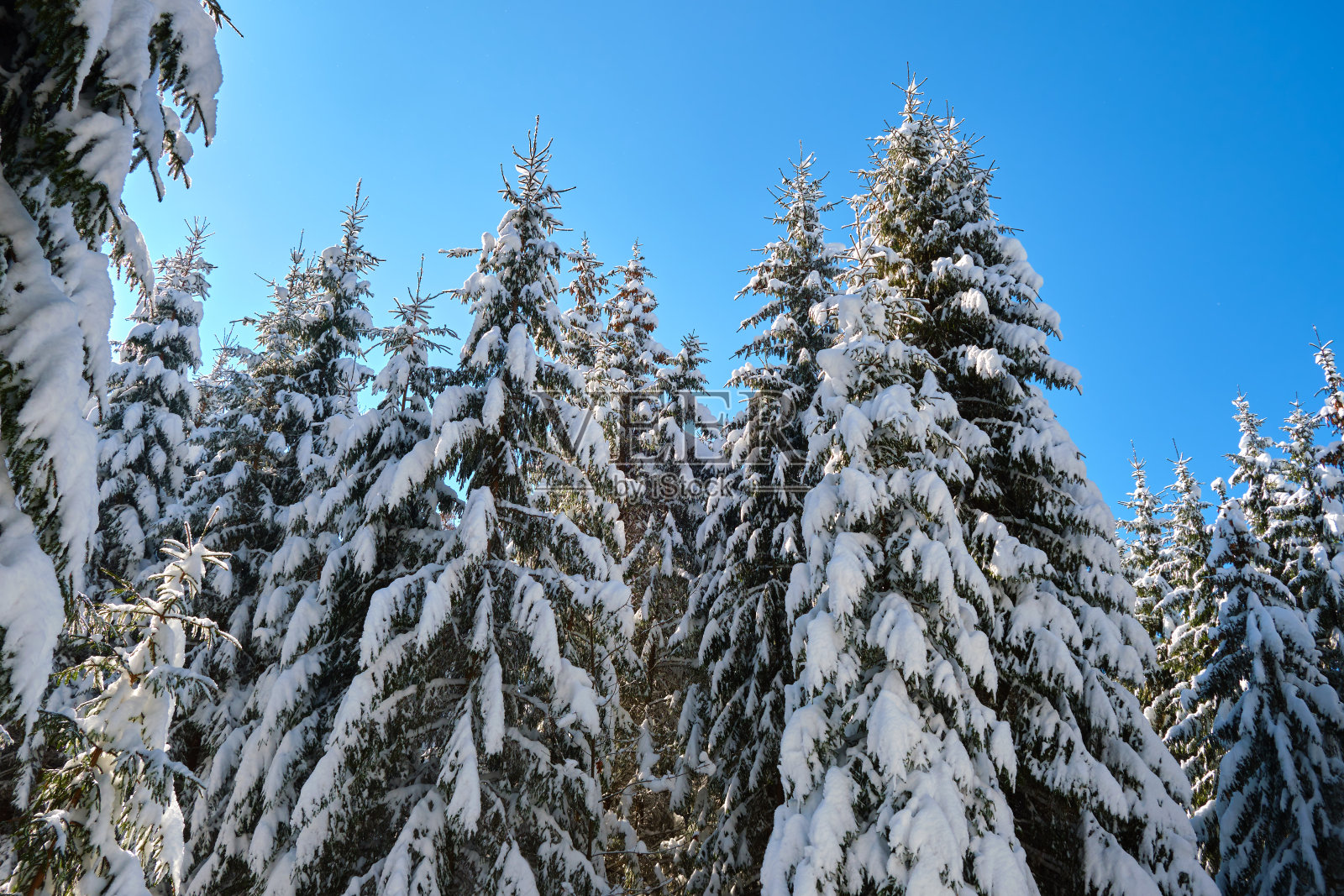 在寒冷的冬日里，山林里的松树被刚落下的雪覆盖着，呈现出明亮的冬季景观。照片摄影图片