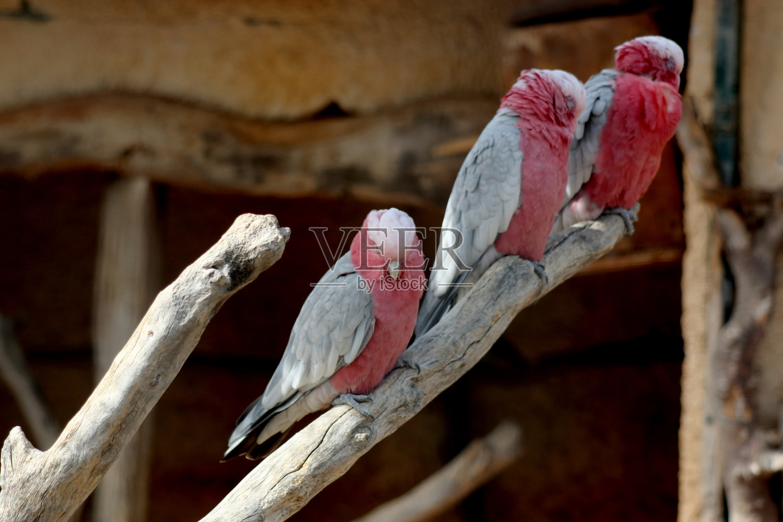 可爱的小鹦鹉照片摄影图片