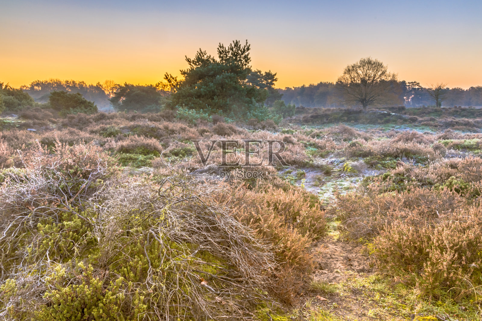 一个寒冷的早晨，丘陵地带的希思兰照片摄影图片
