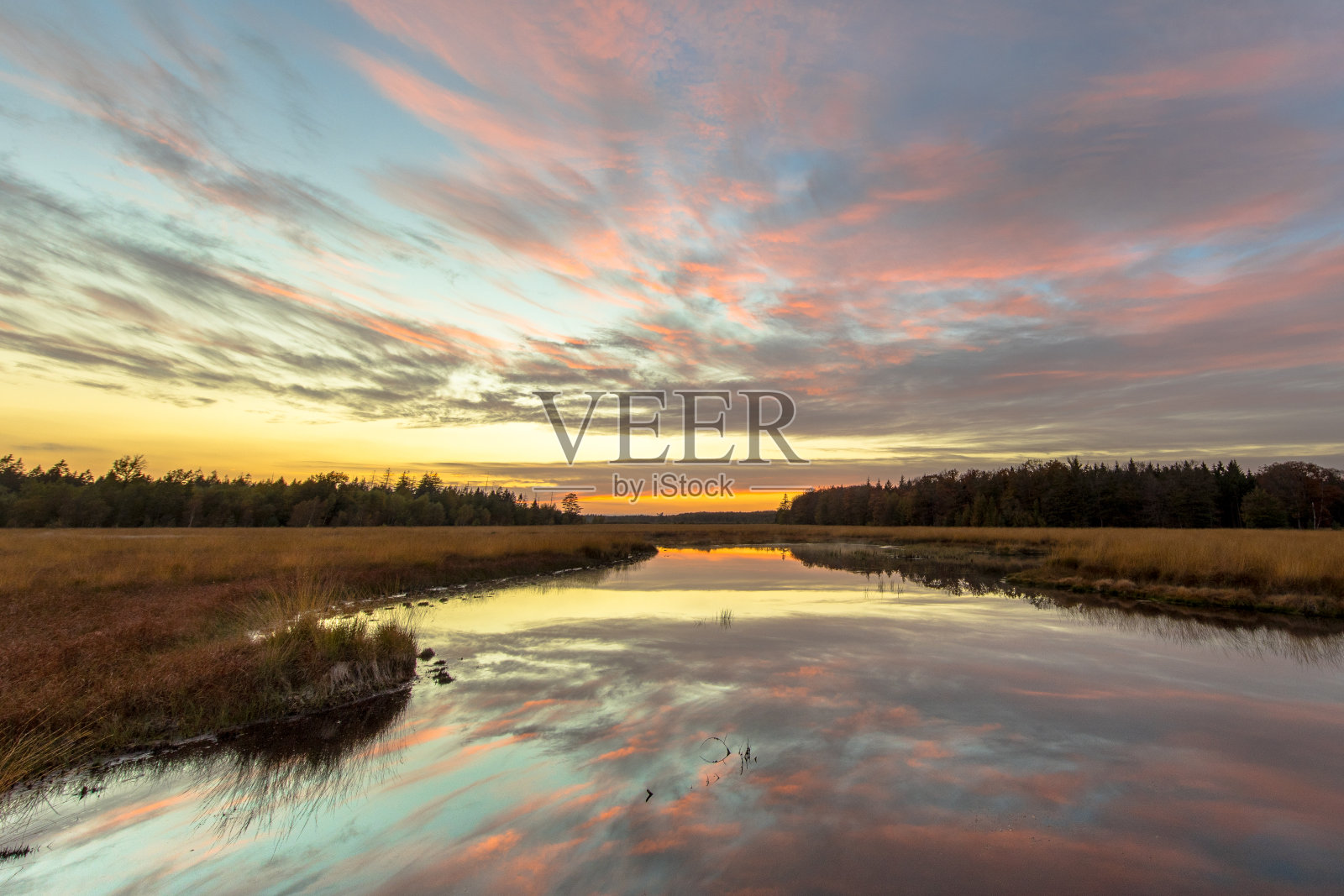 沼泽在石南自然保护区被砍伐照片摄影图片