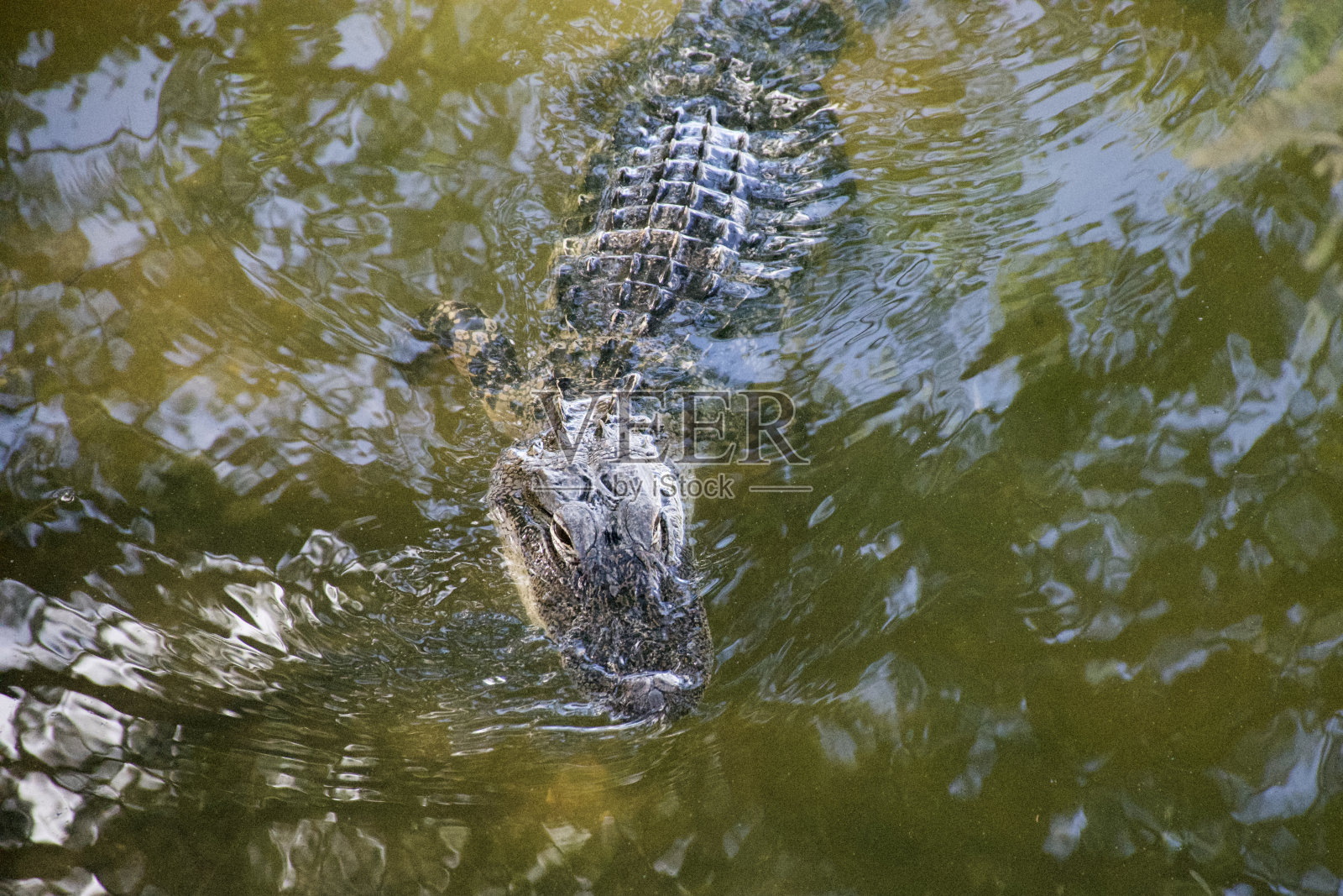 短吻鳄游泳照片摄影图片