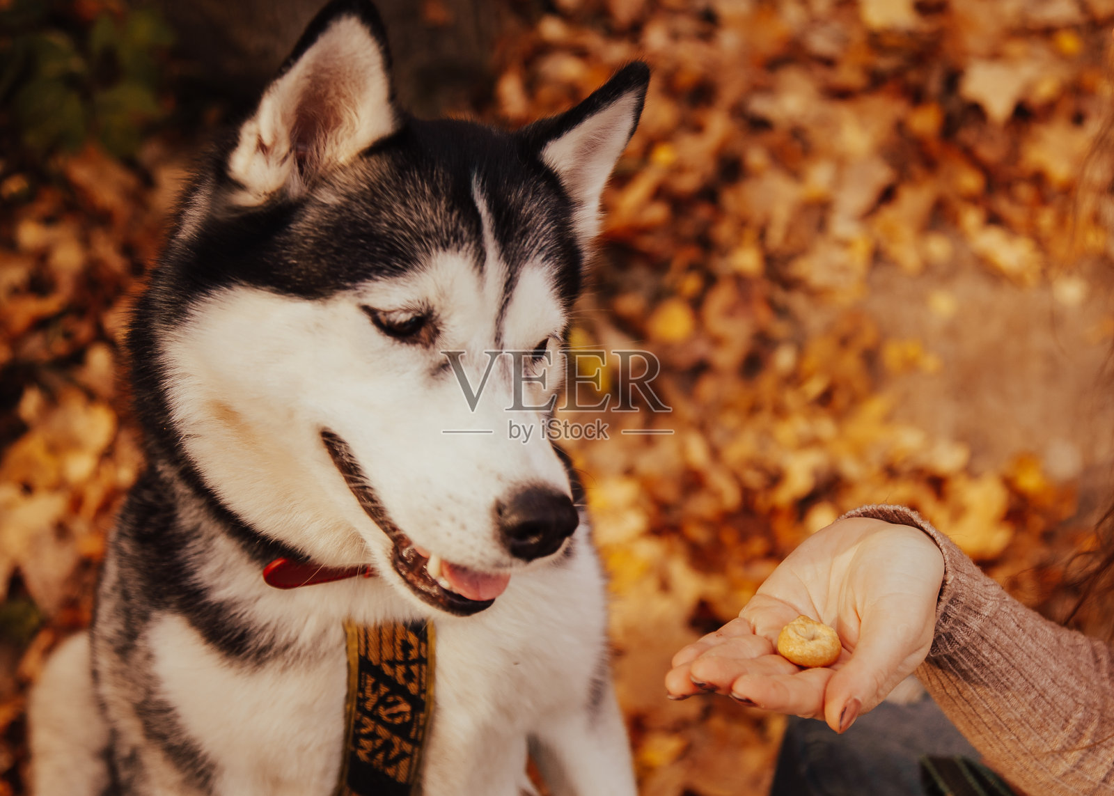 哈士奇在执行Sit命令时得到了美味。训练宠物在草地上，主人的手，乞讨食物。动物饲料。特写镜头，蓝色的眼睛和狗的鼻子，项圈里有厚厚的宠物毛。照片摄影图片