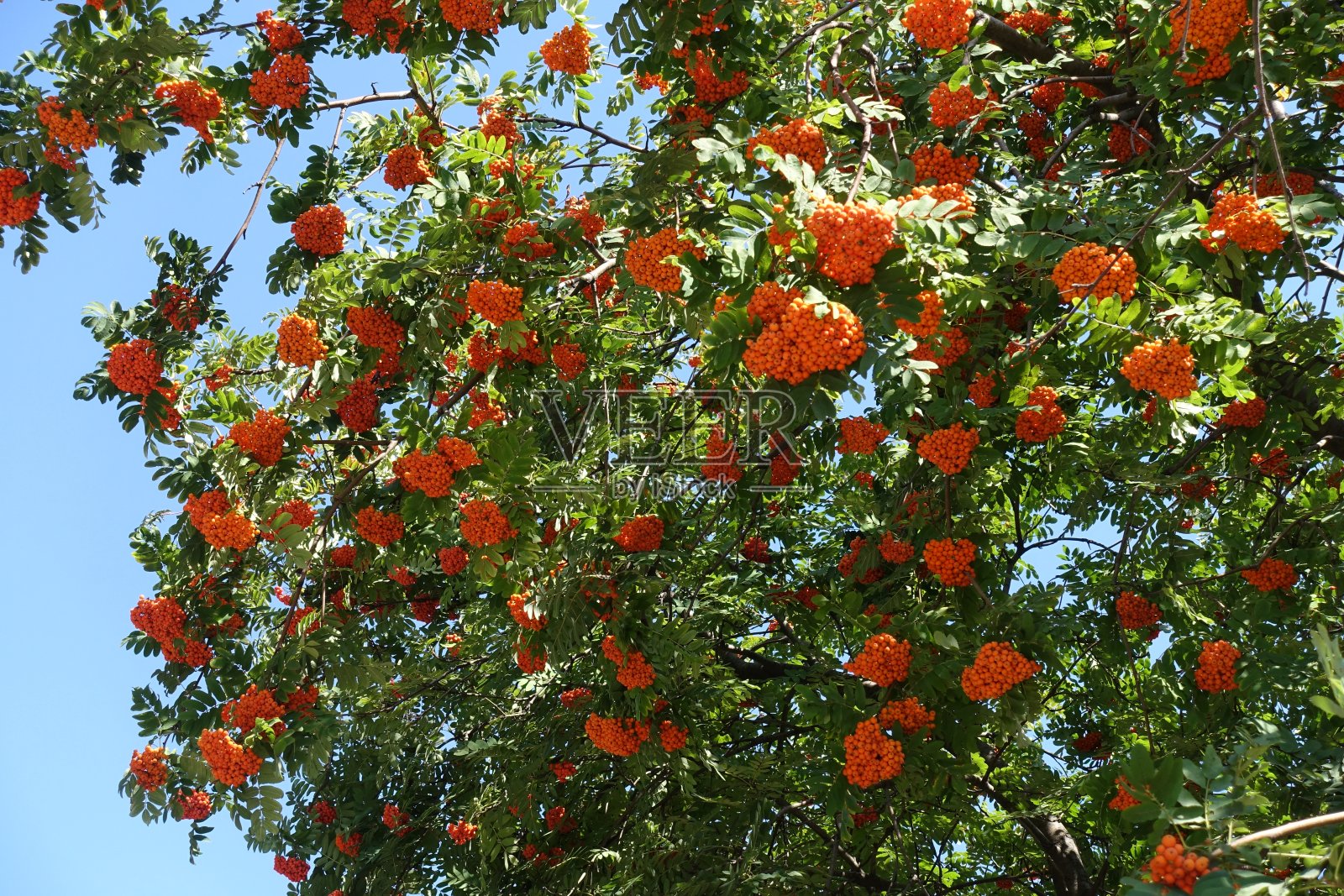 欧洲山楂的叶子在9月份长出了大量的橙色浆果照片摄影图片