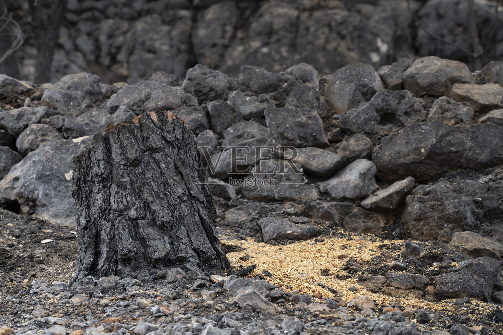 野火过后照片摄影图片