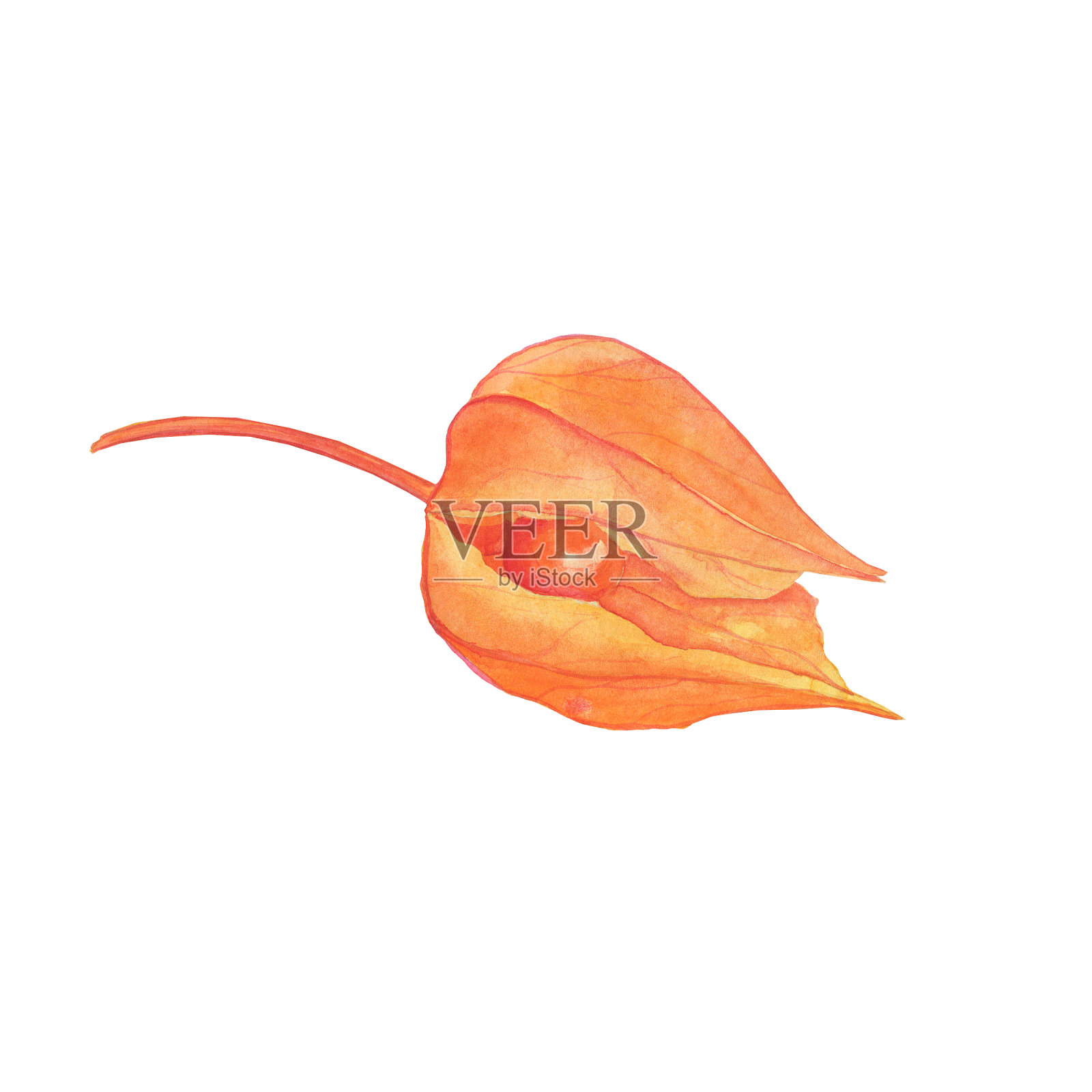 在白色背景上分离的酸浆的金色浆果。水彩手绘插图。橙色秋天植物。插画图片素材