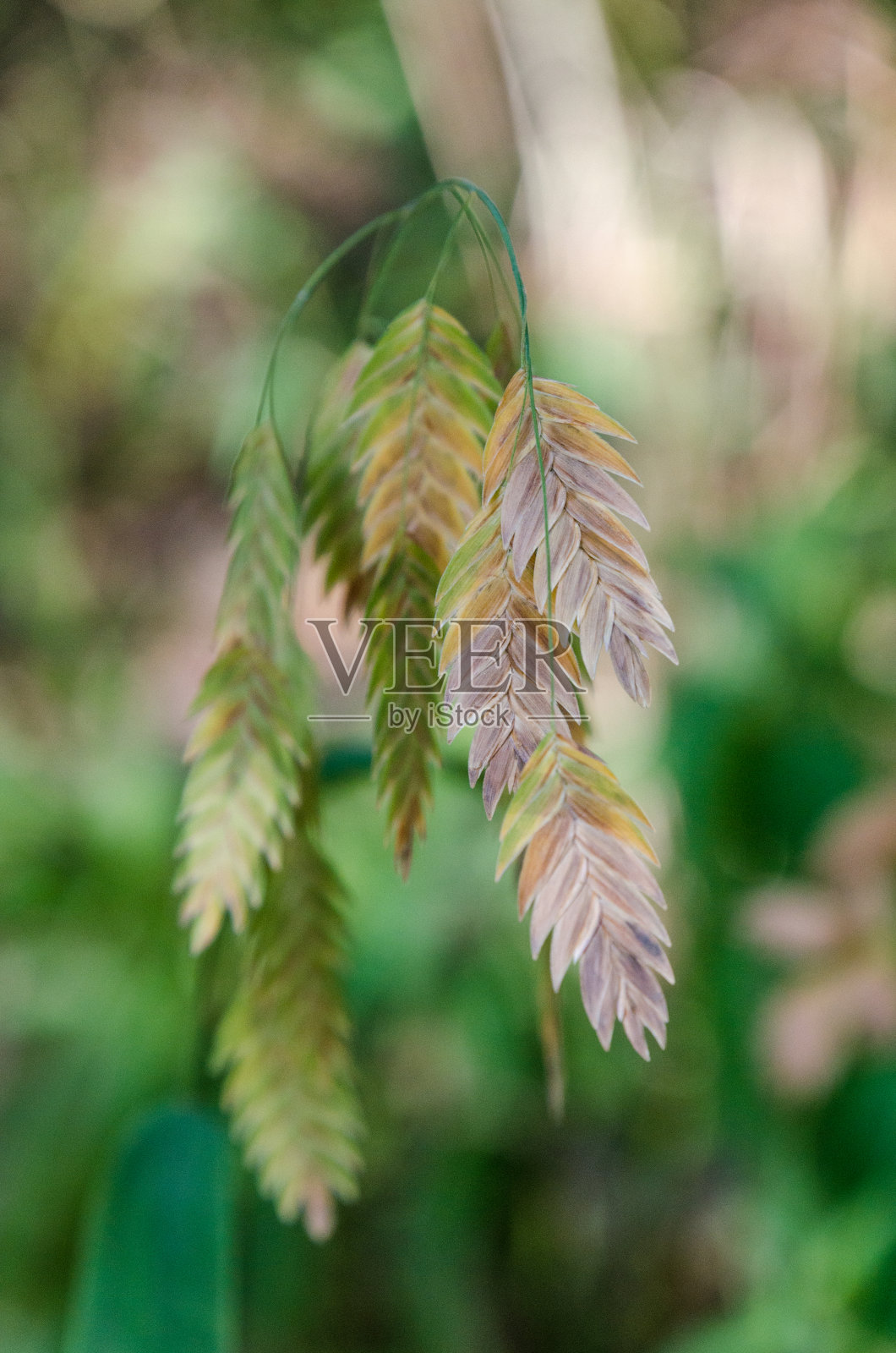 内陆的海燕麦变成了金黄色。照片摄影图片