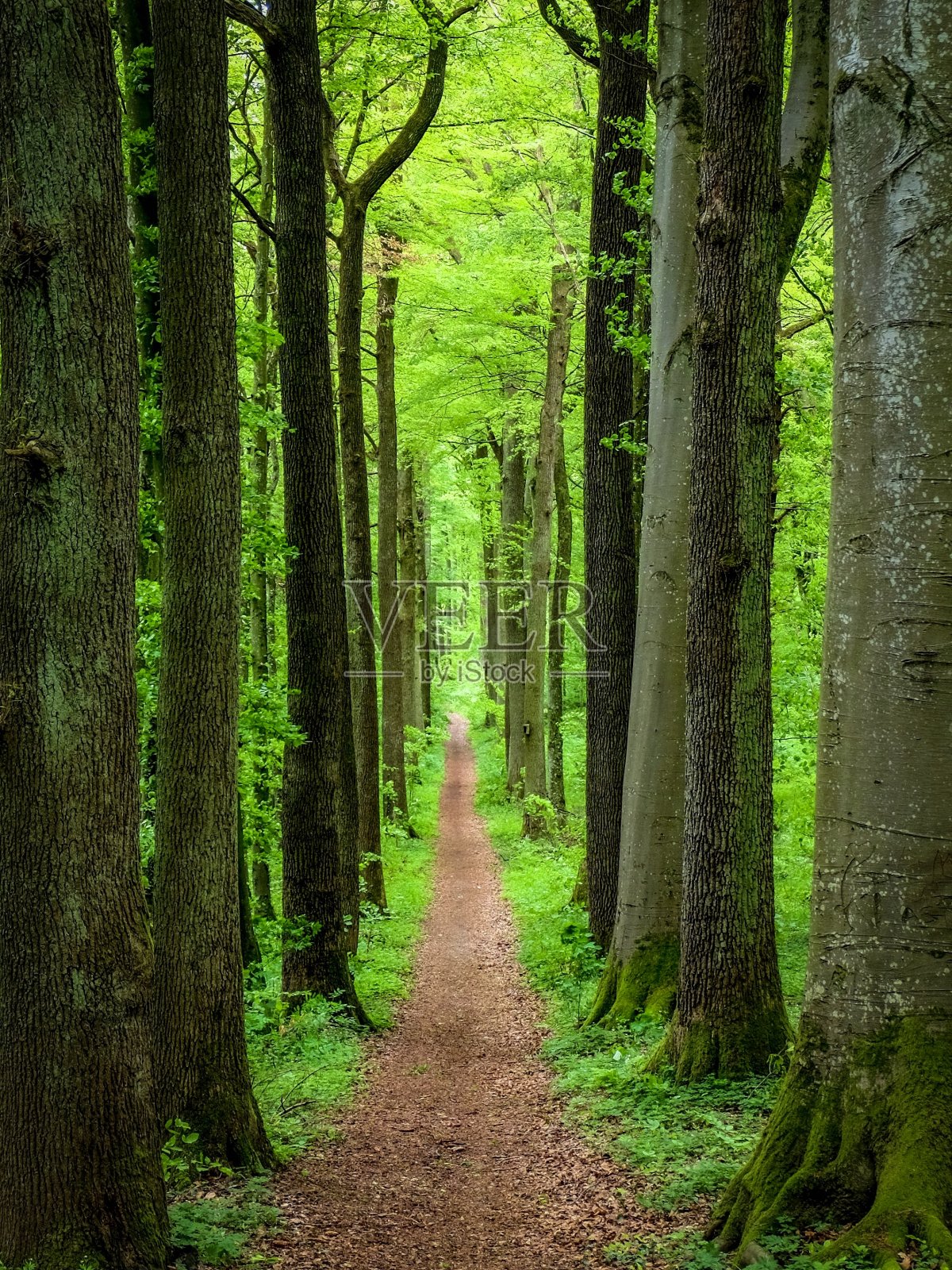 森林大道照片摄影图片
