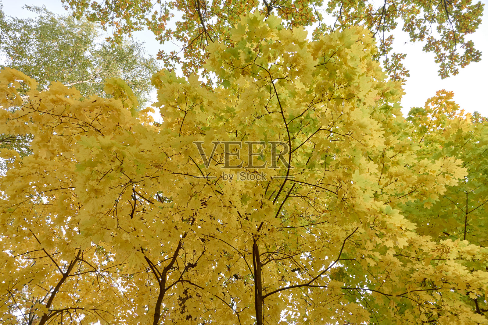 树枝上黄色的枫叶。秋天的树叶。照片摄影图片