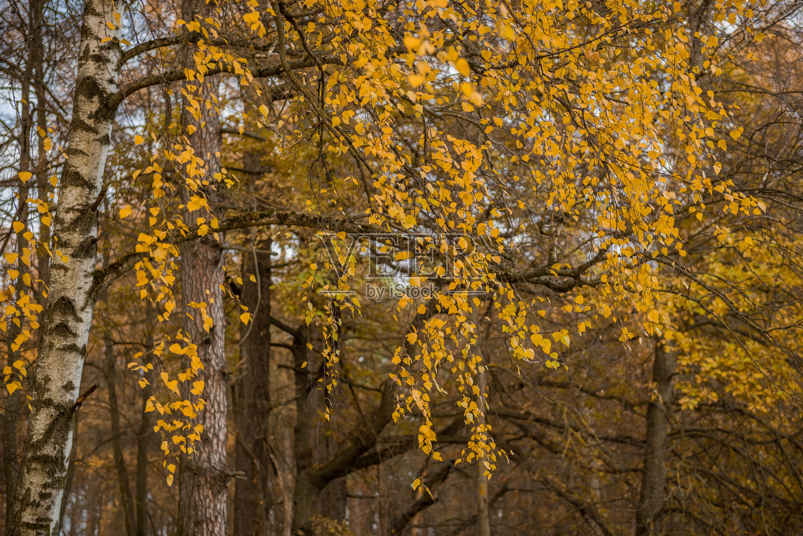 秋天树叶变黄的桦树照片摄影图片