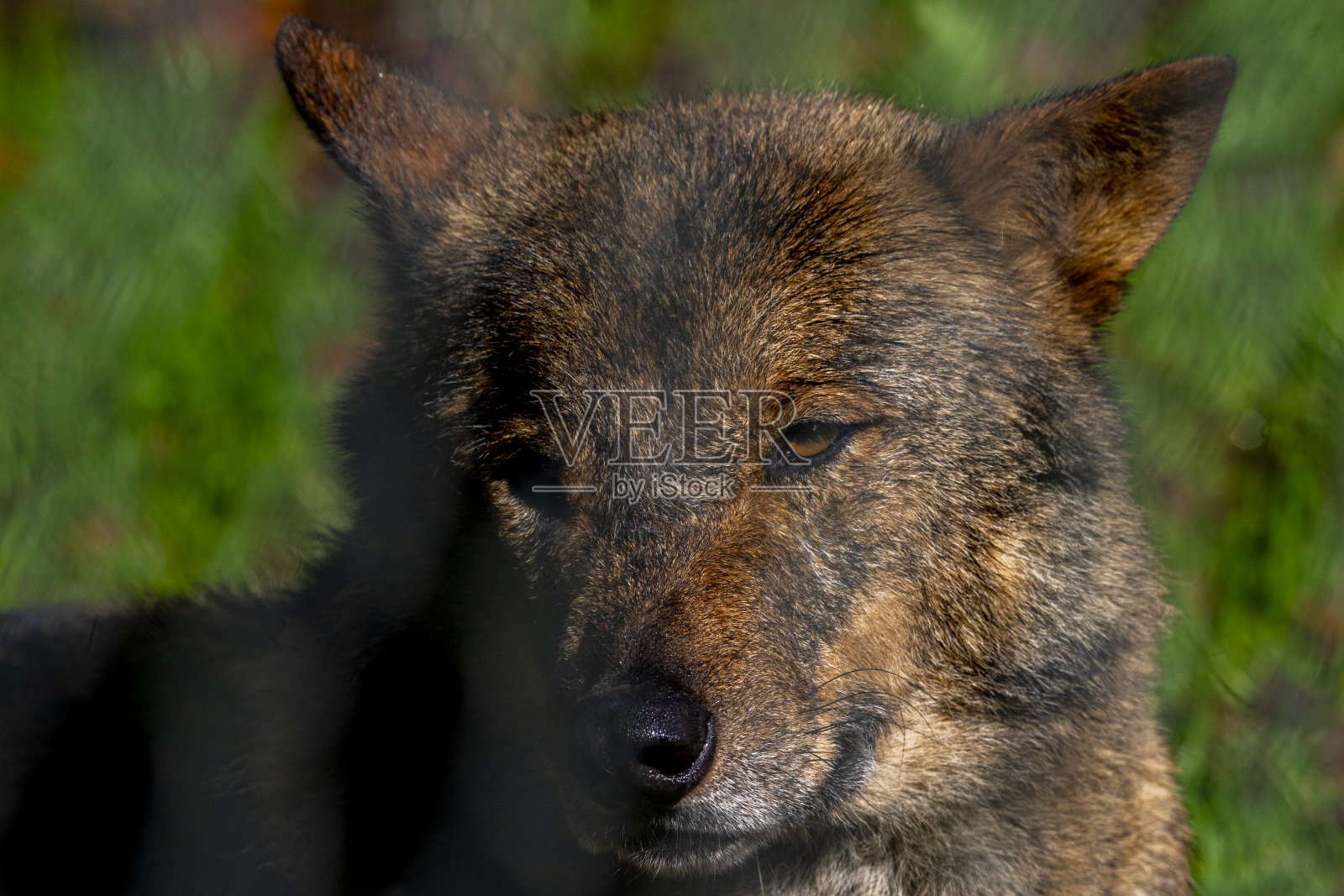 伊比利亚狼照片摄影图片