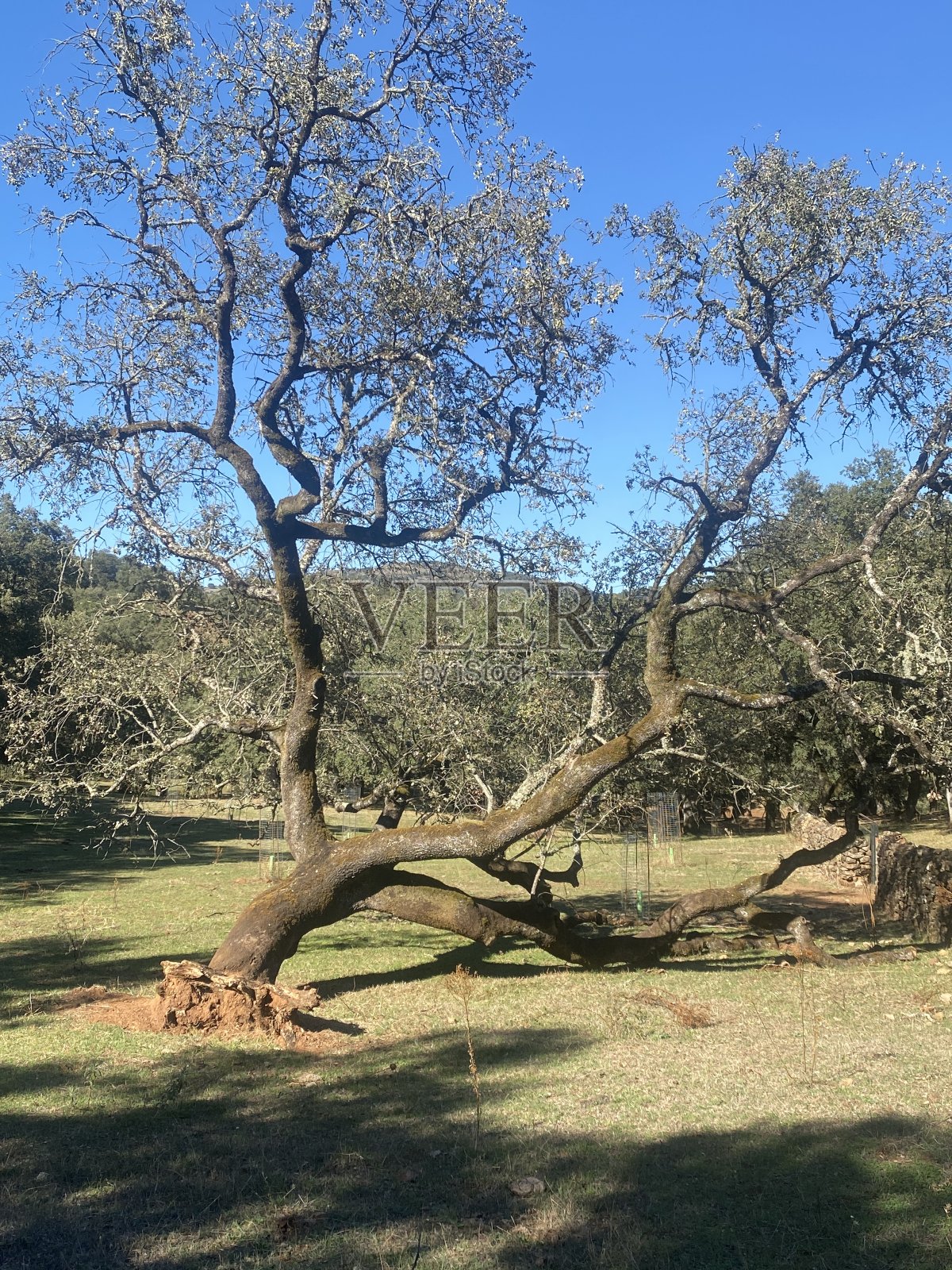 从阿拉米纳到富恩特斯·德利昂照片摄影图片