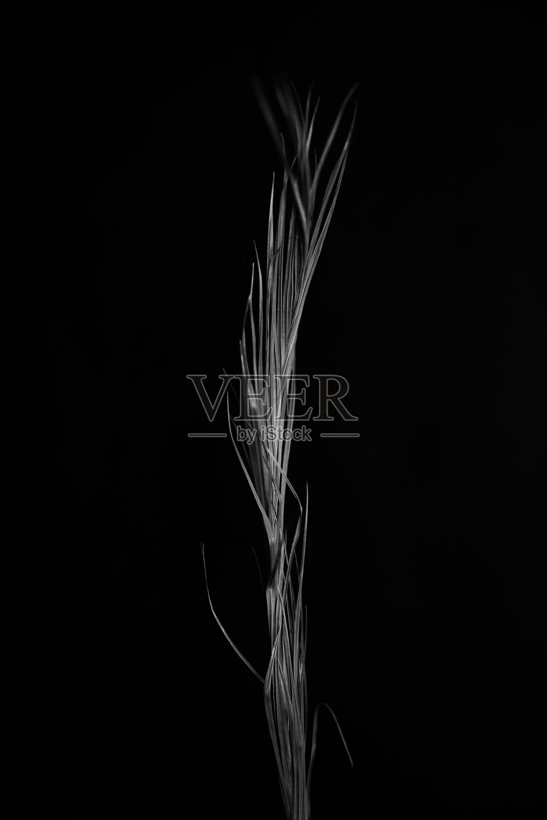 深色的抽象背景，一个干的植物的枝干特写，一个地方的文字和软焦点背后照片摄影图片