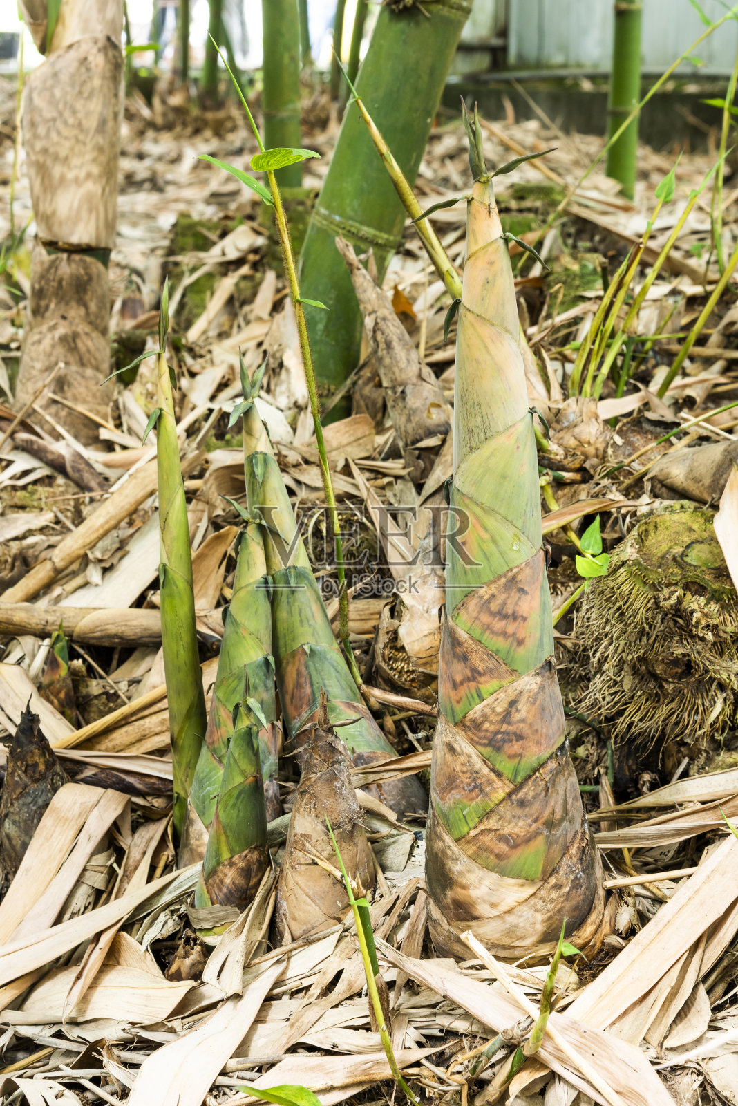 竹林中竹笋的特写镜头。照片摄影图片