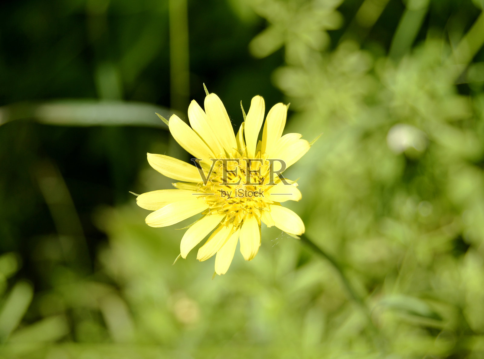 花照片摄影图片