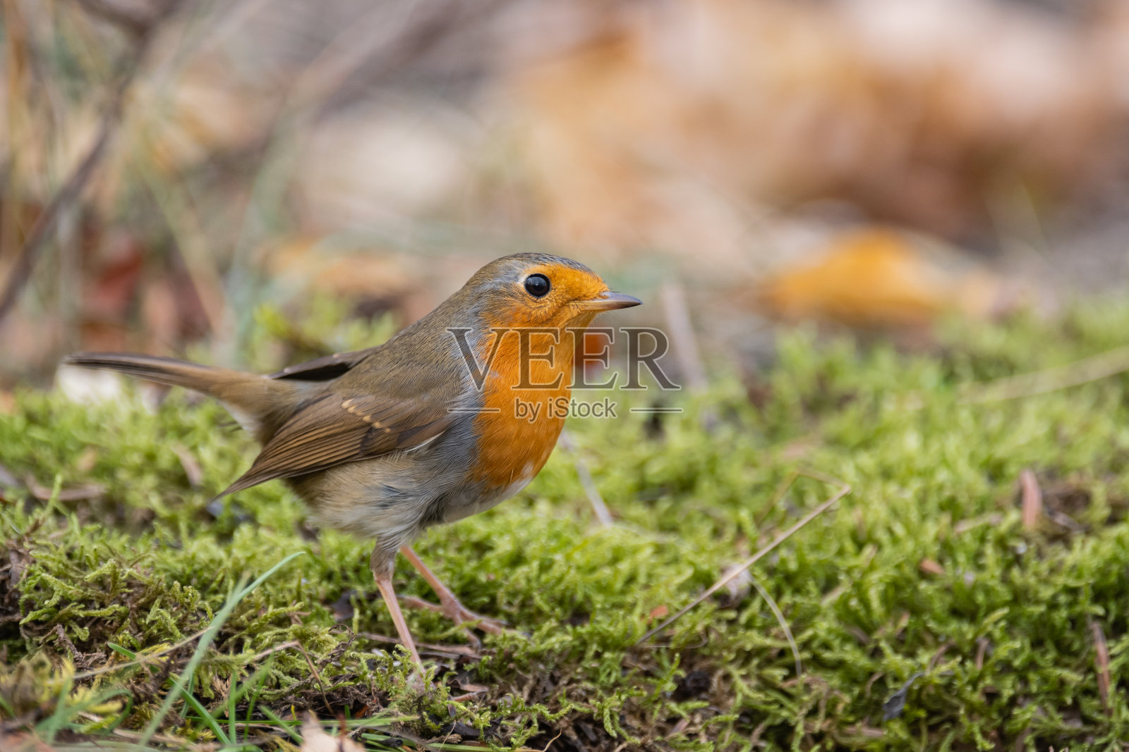 花园的鸟类。野生的红知更鸟照片摄影图片