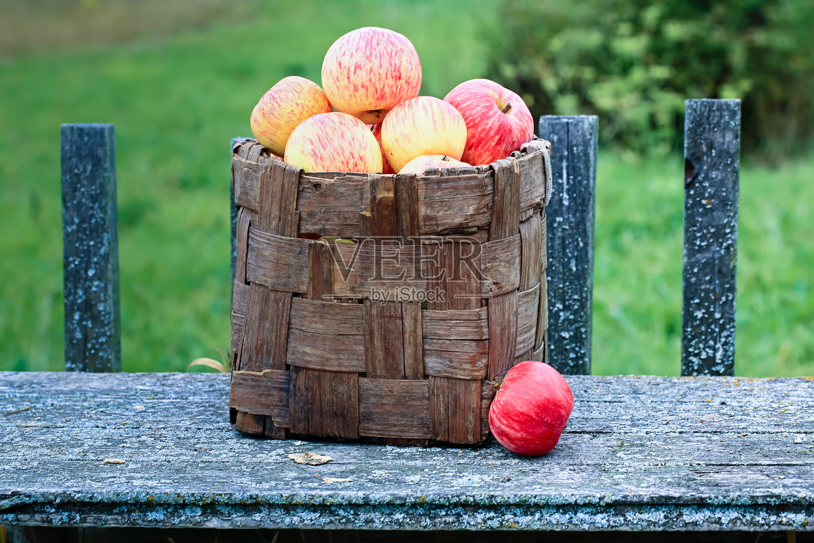 满满一篮成熟的苹果。秋天收获的果实。照片摄影图片