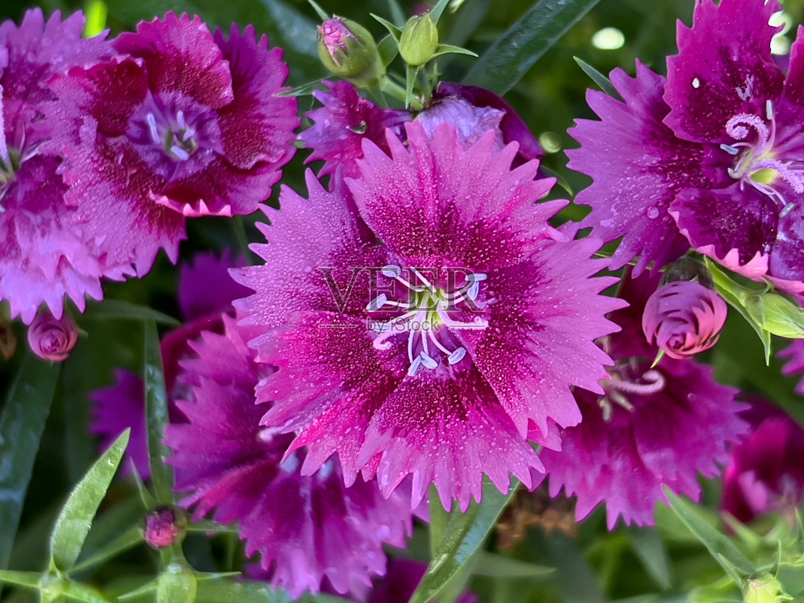 粉色石竹类植物照片摄影图片