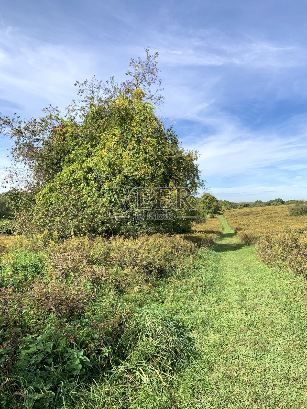 美丽草地上的小路照片摄影图片