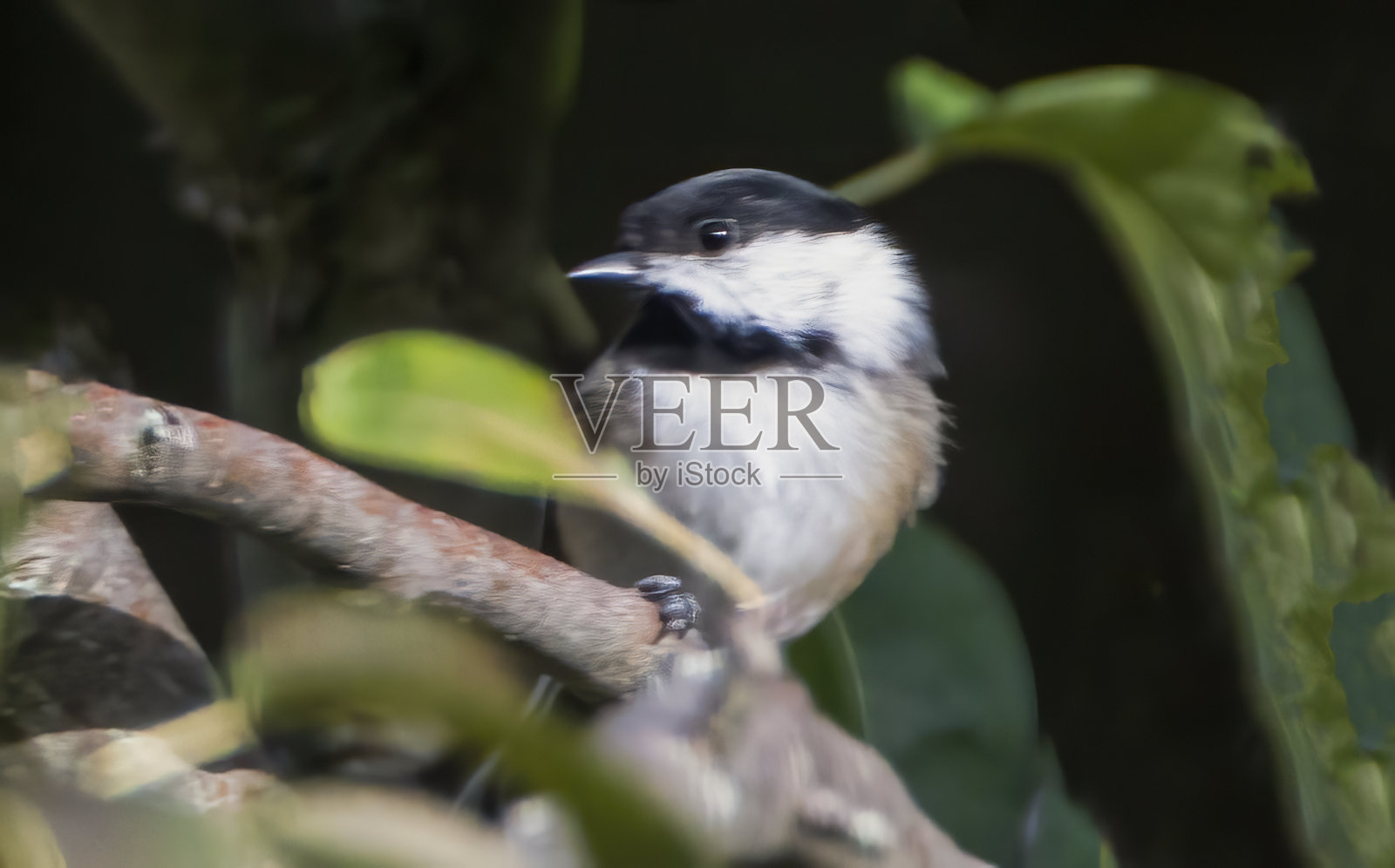 Red-Breasted五子雀照片摄影图片
