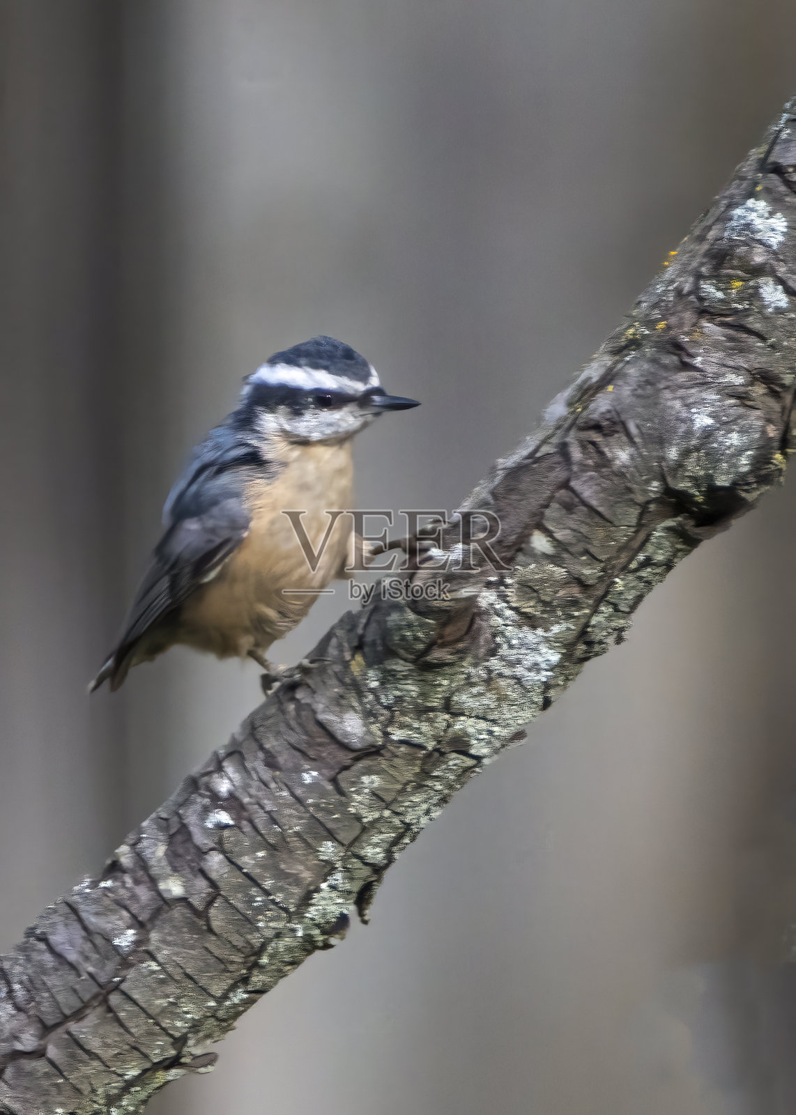 Red-Breasted五子雀照片摄影图片