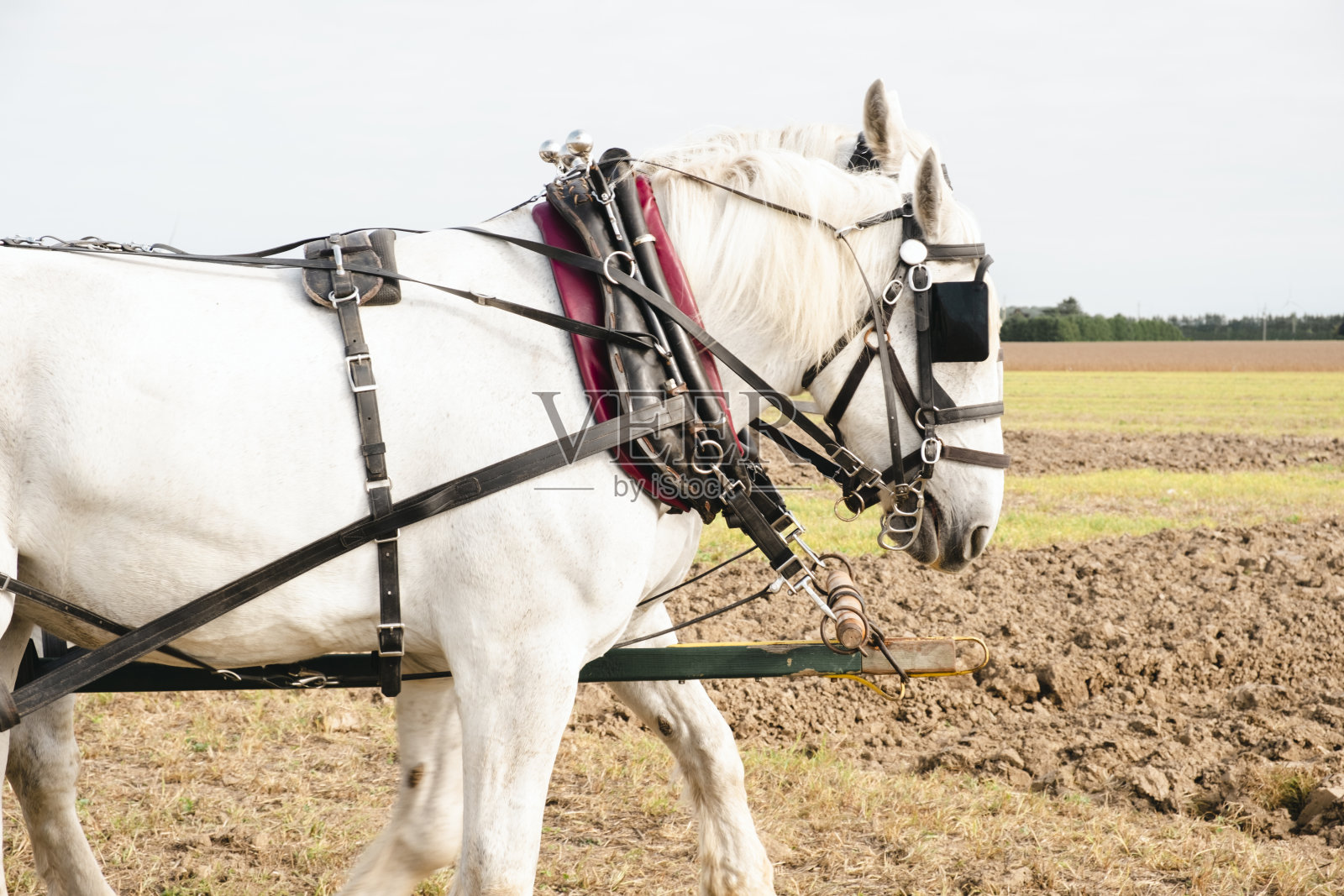 秋天在田野里拉马照片摄影图片