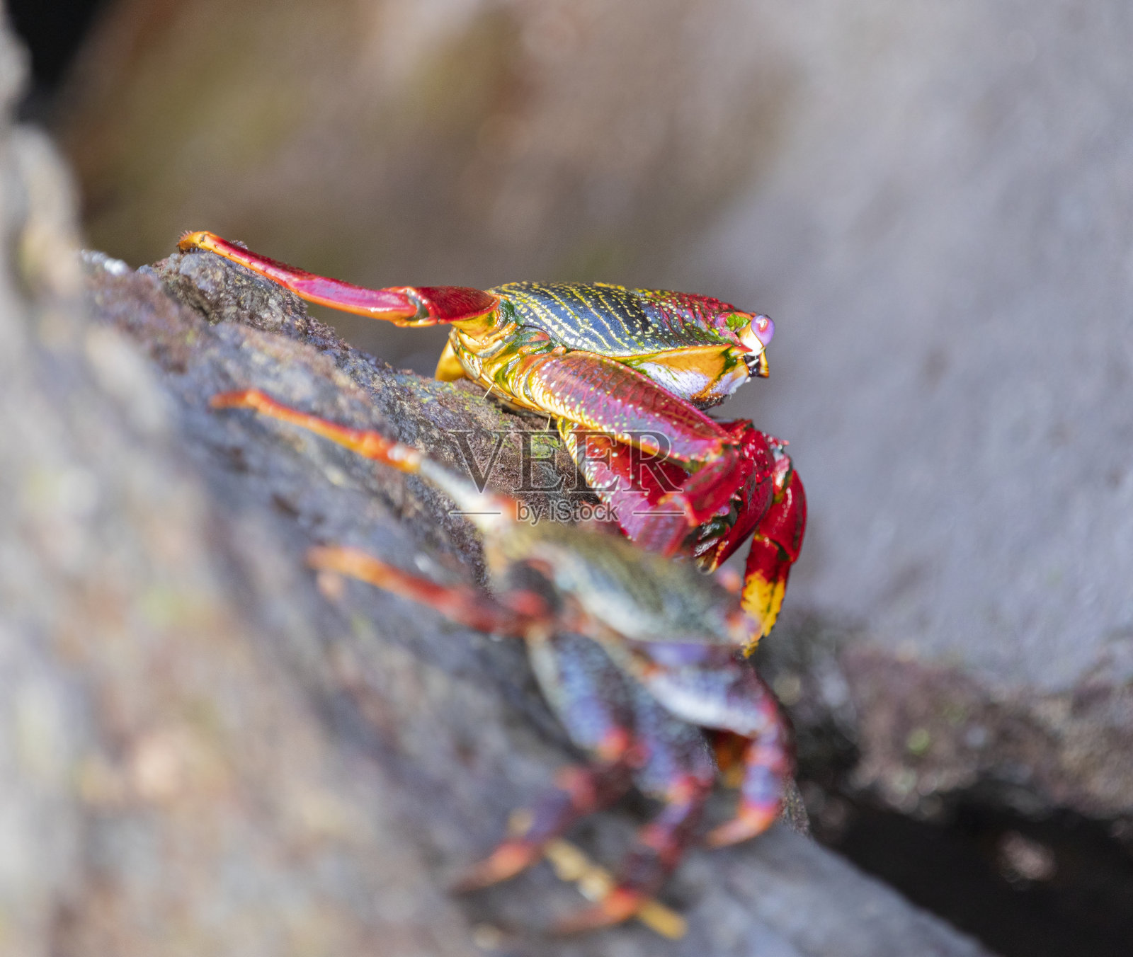 摩尔蟹，拉帕尔马。洛斯坎卡霍斯海滩。照片摄影图片