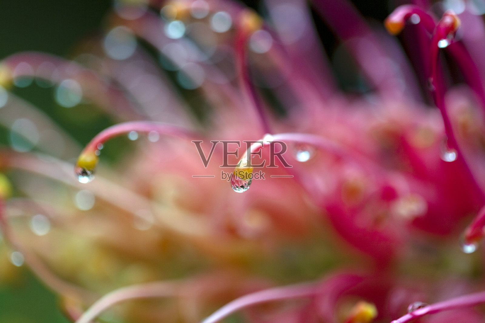 特写美丽的班克西亚花雨后，微距摄影，背景复制空间照片摄影图片