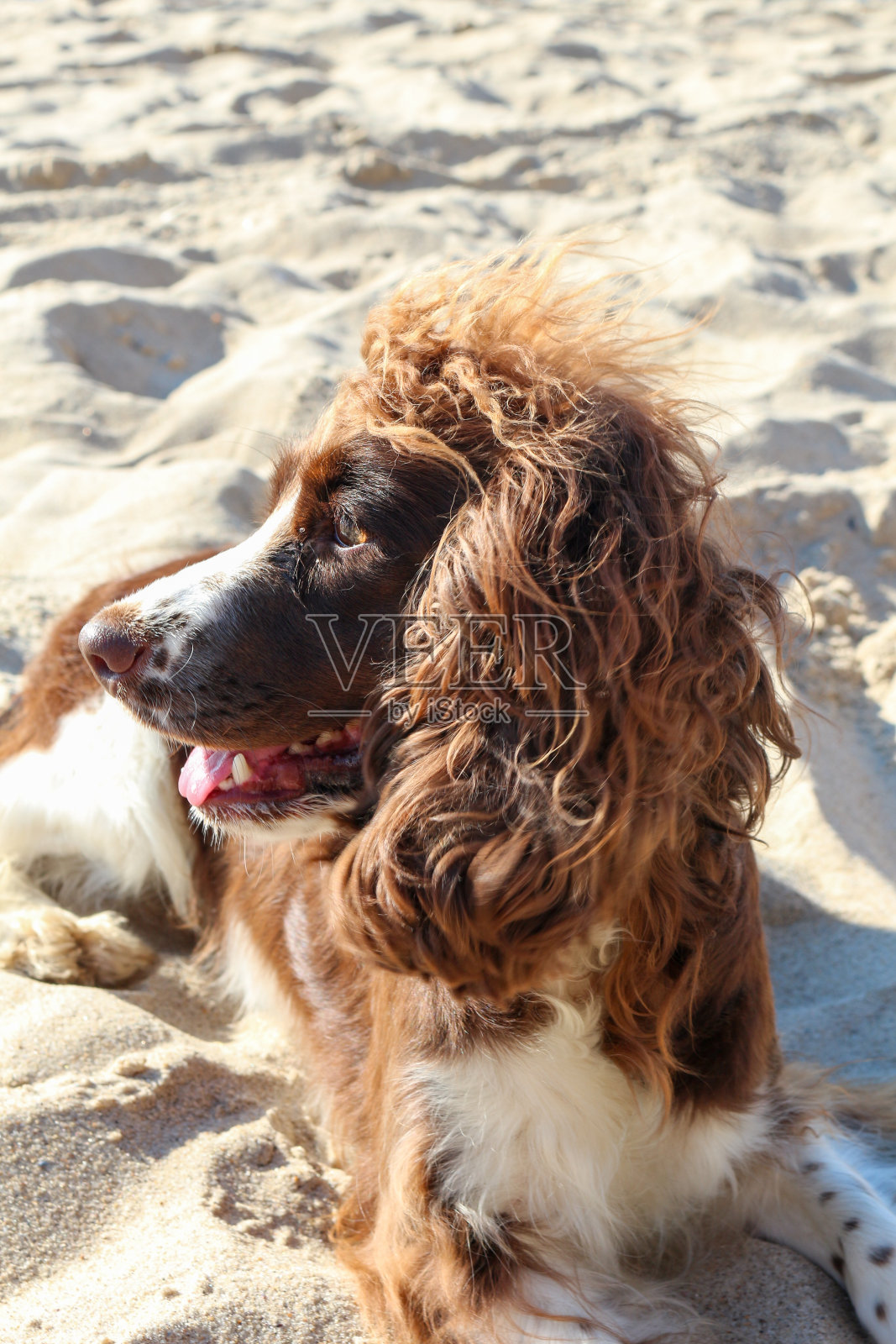 猎犬照片摄影图片