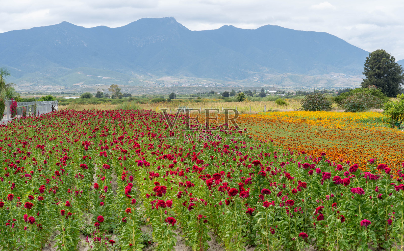 瓦哈卡山谷里盛开的万寿菊和鸡冠花照片摄影图片