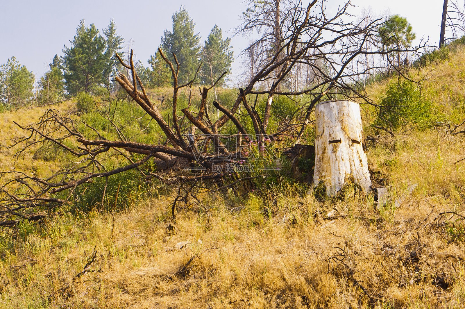 树桩上的弹簧板孔照片摄影图片