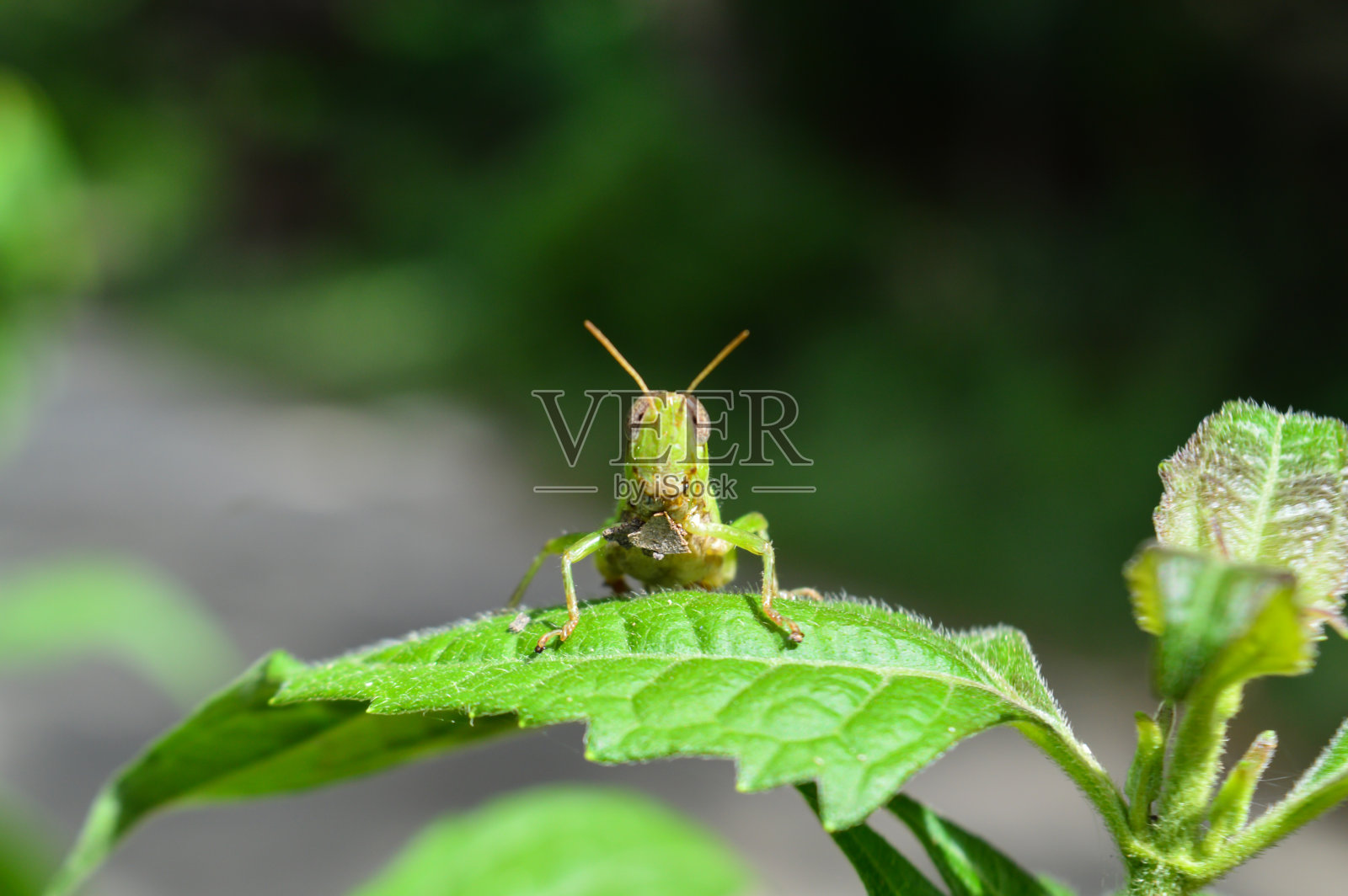 蚱蜢在大自然的绿叶上。照片摄影图片
