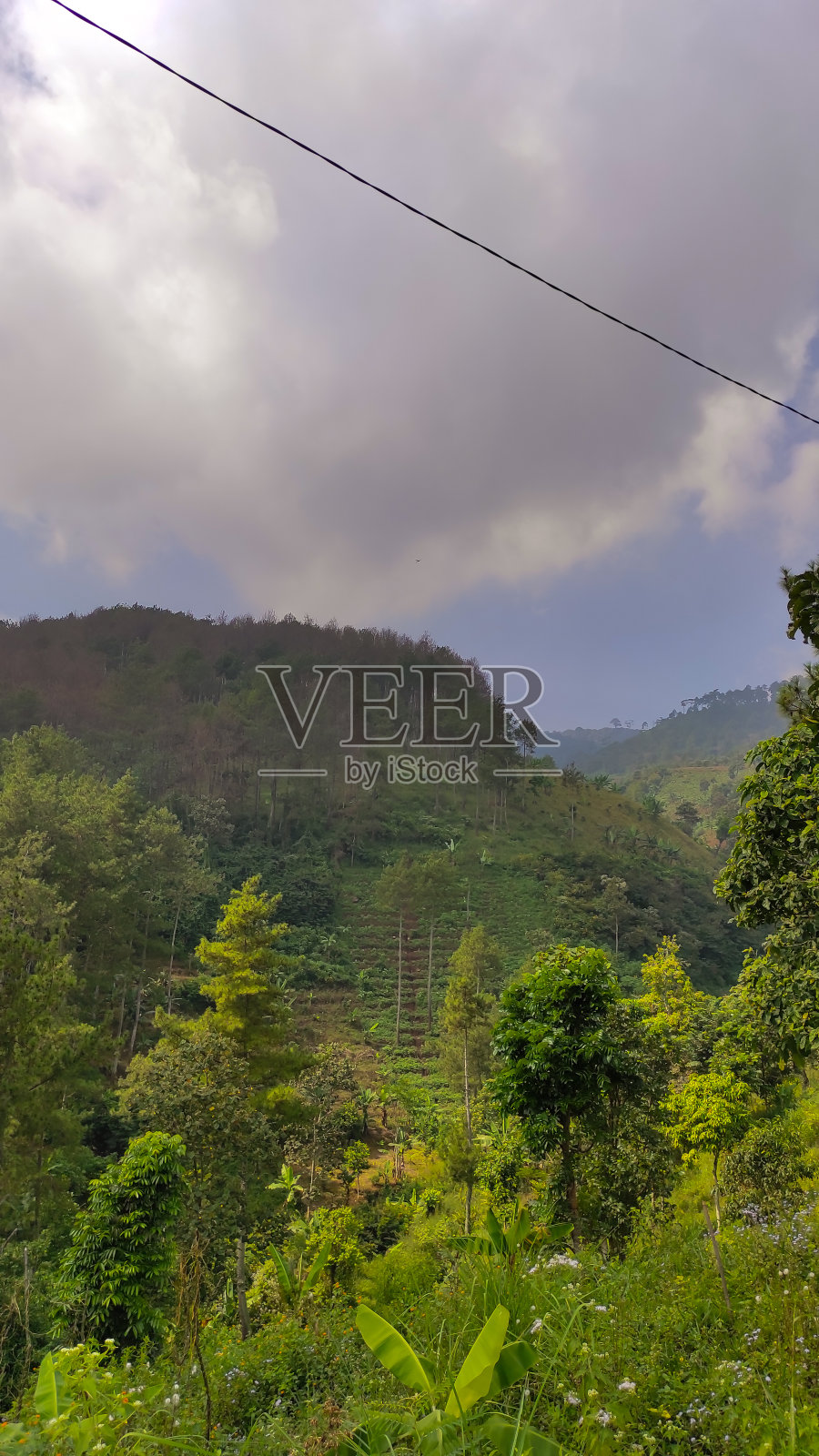 树在山上的树干照片照片摄影图片