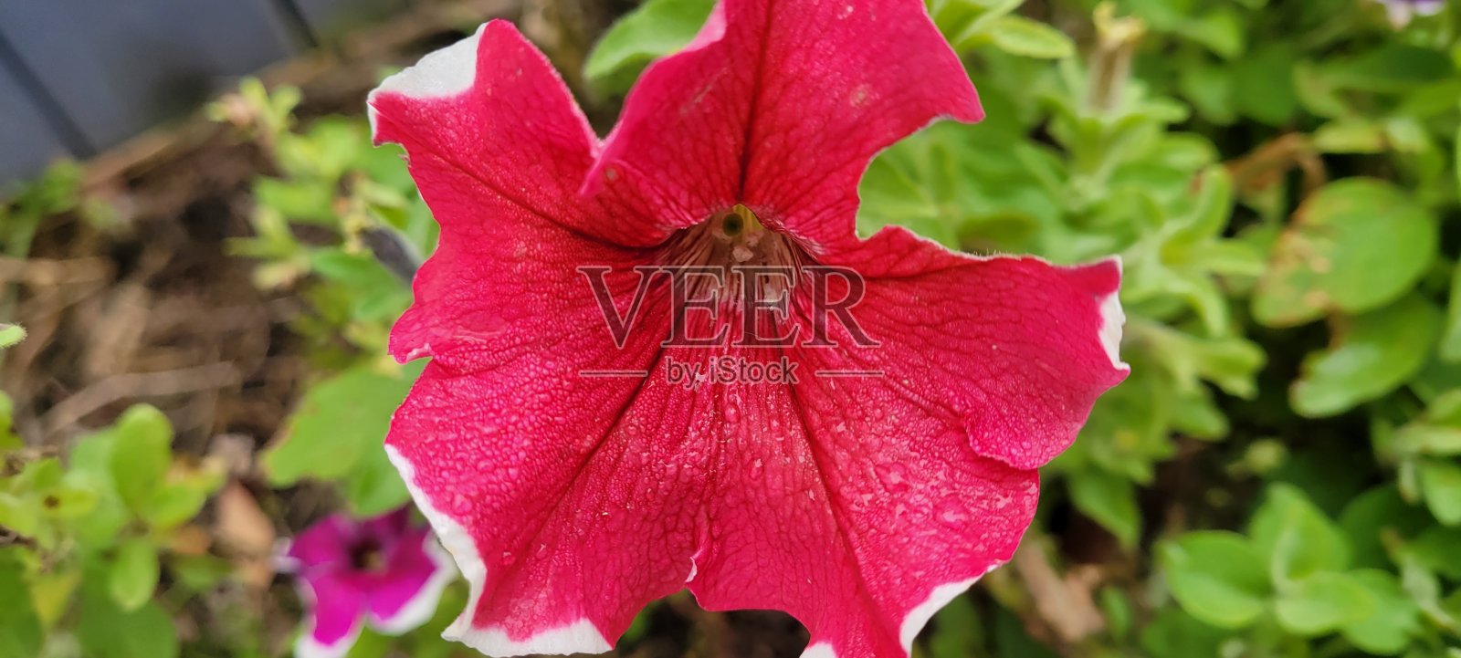 佩妮照片摄影图片