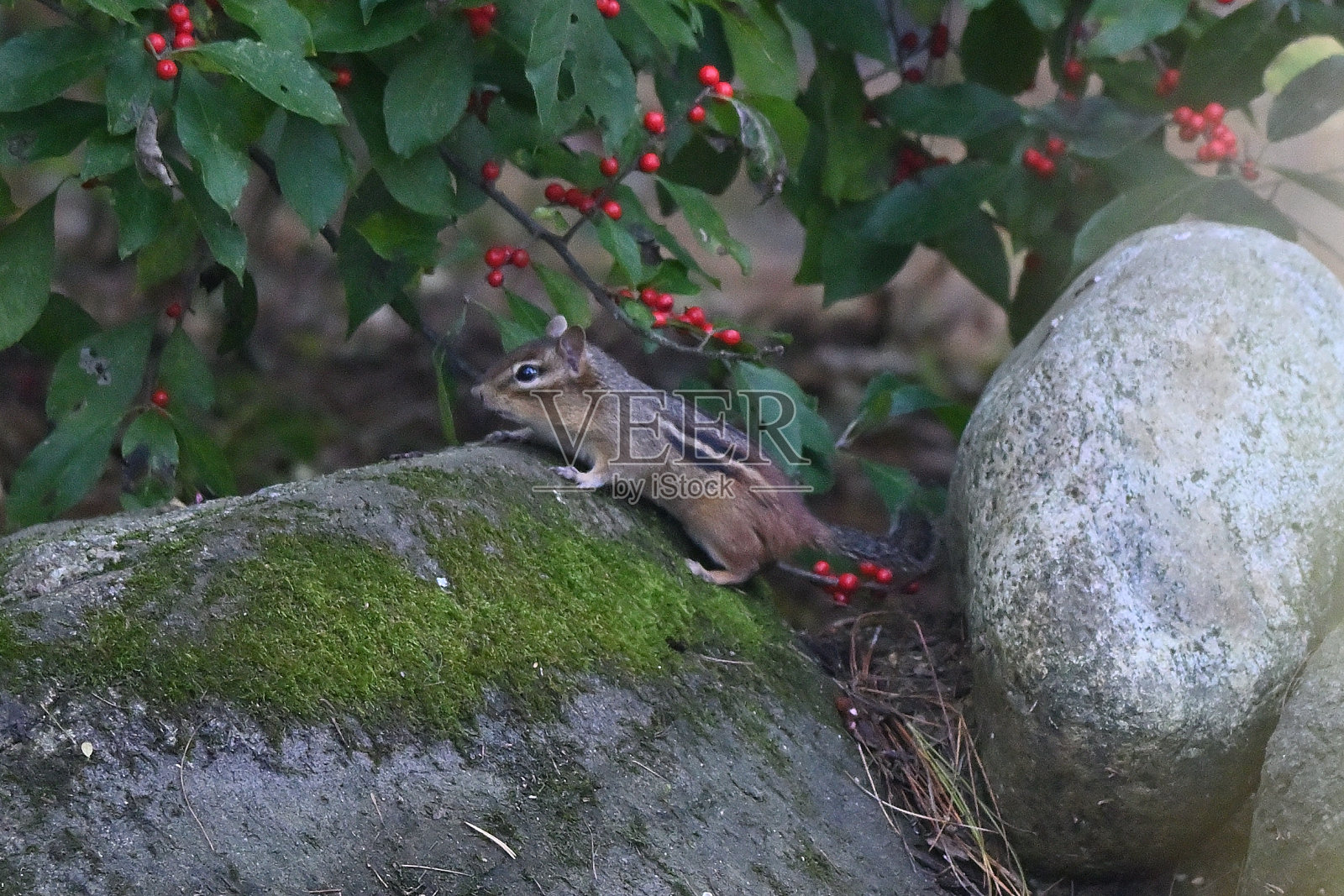 坐在花栗鼠照片摄影图片