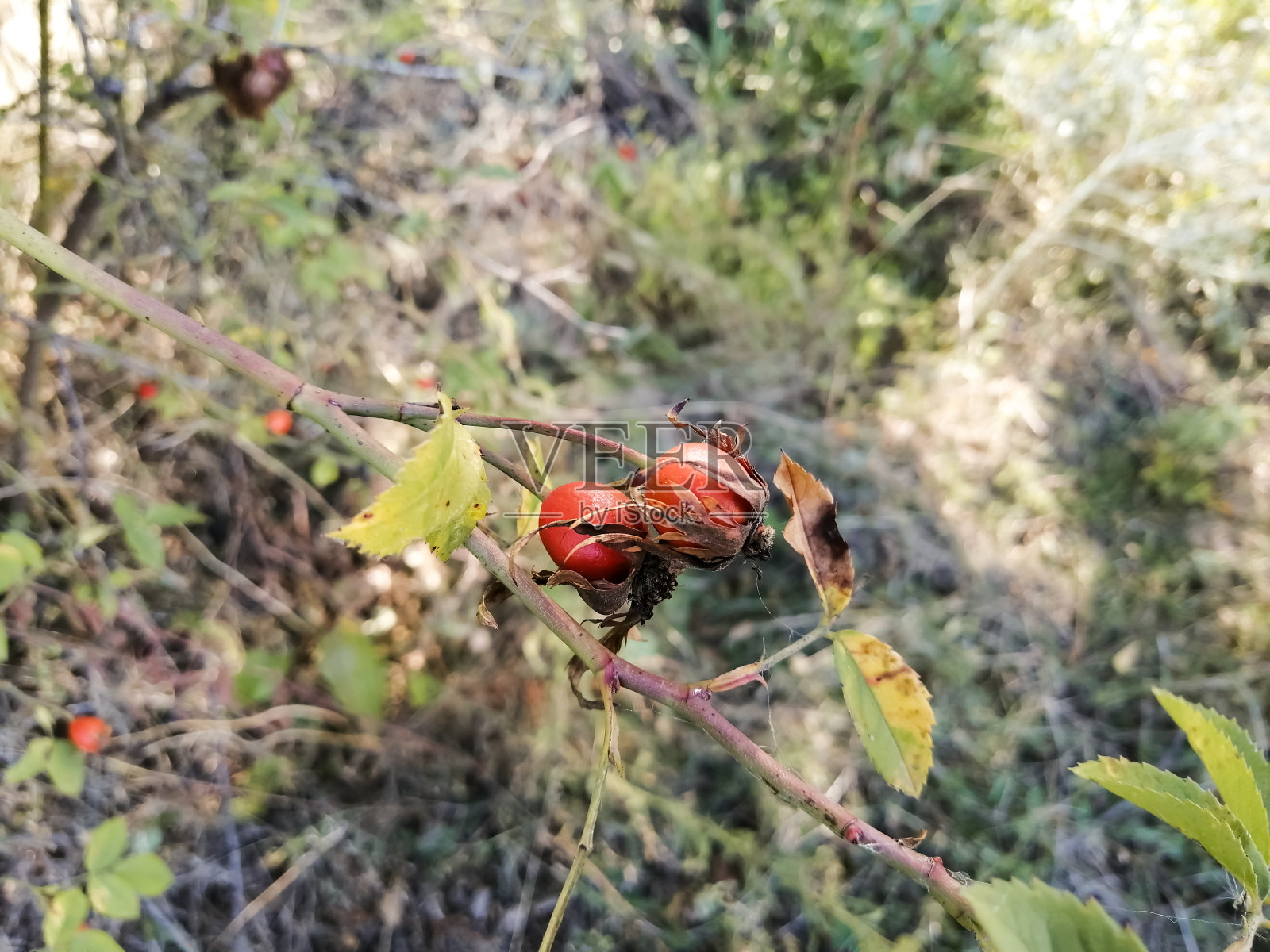 玫瑰果在小枝上开始逐渐变干照片摄影图片