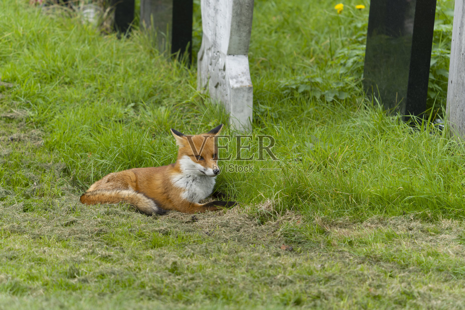 红狐狸，Vulpes Vulpes照片摄影图片
