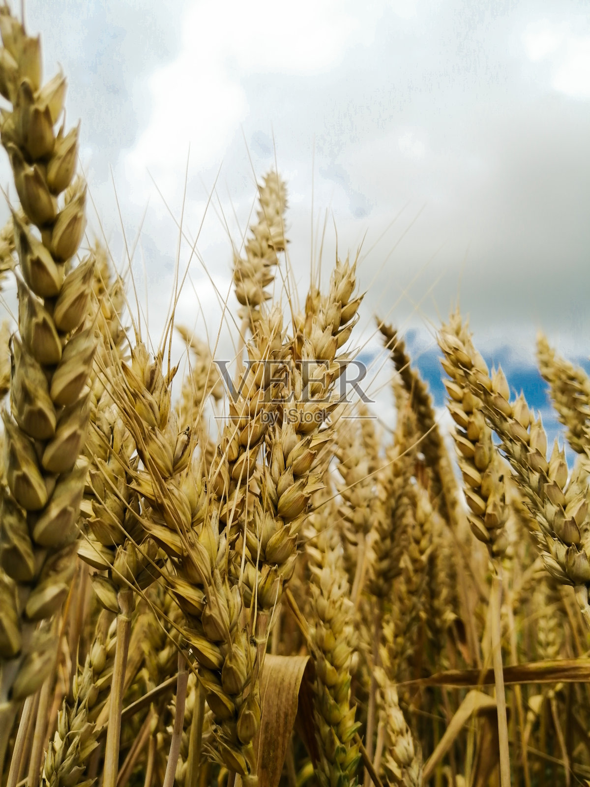 麦穗向上伸展，直插云霄照片摄影图片