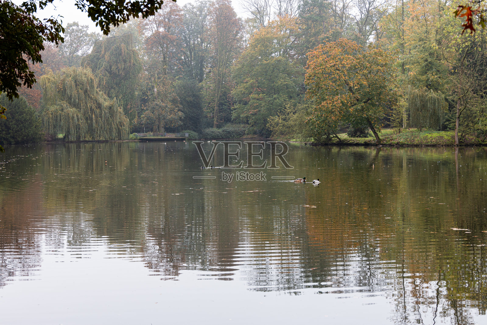 观赏公园内的湖泊和树木照片摄影图片