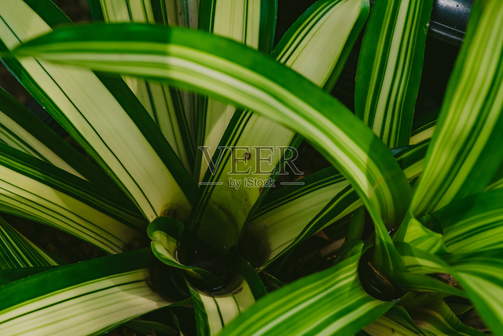 抽象、自然的绿叶背景和美丽的壁纸。照片摄影图片