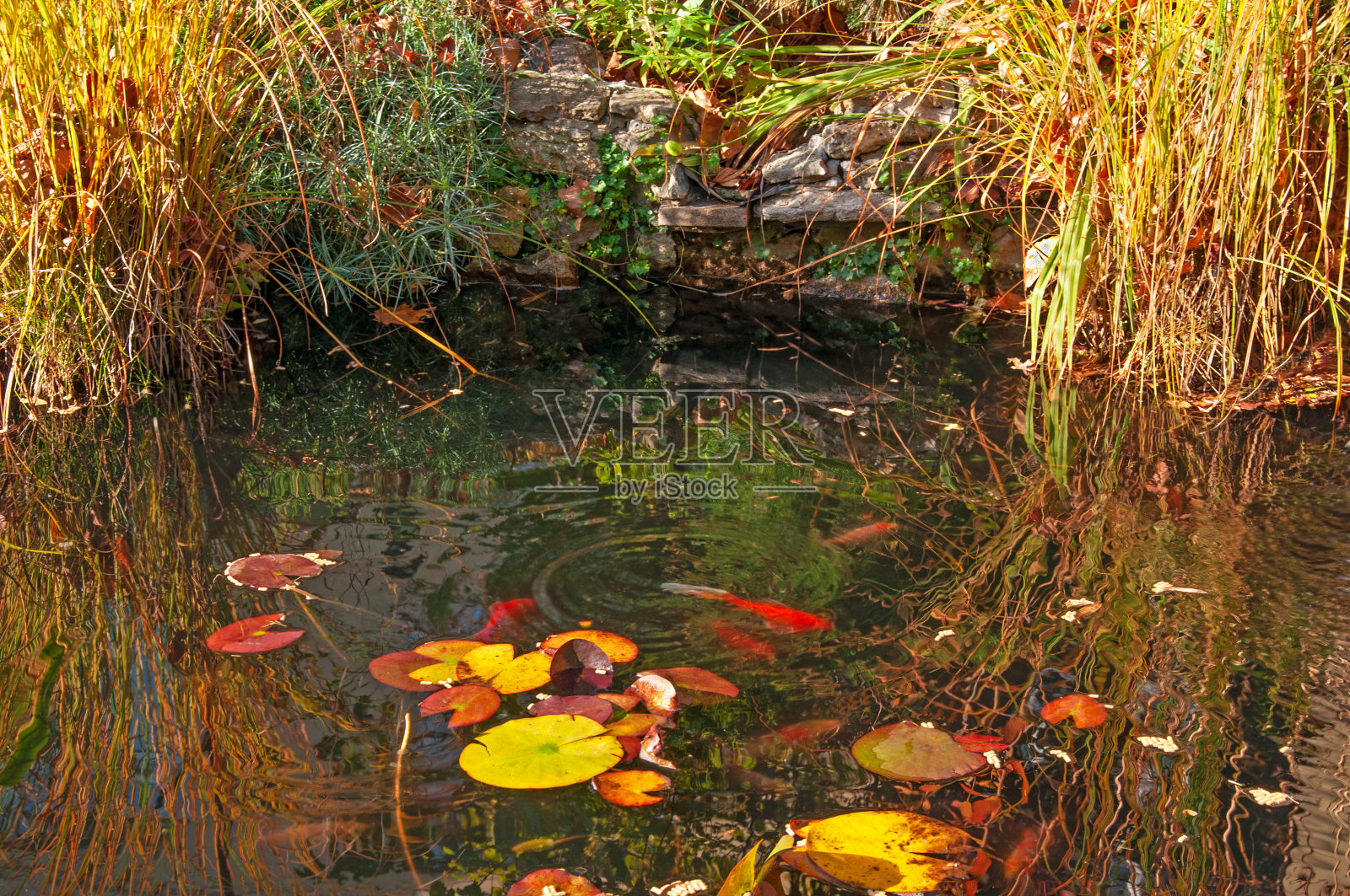 美丽的池塘，秋天黄色的草，睡莲和红色的鱼在一个阳光明媚的日子里靠近花园照片摄影图片