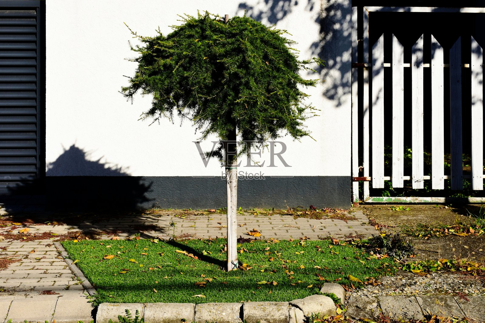 小的装饰性常绿乔木，树干细长。白色灰泥墙背景照片摄影图片