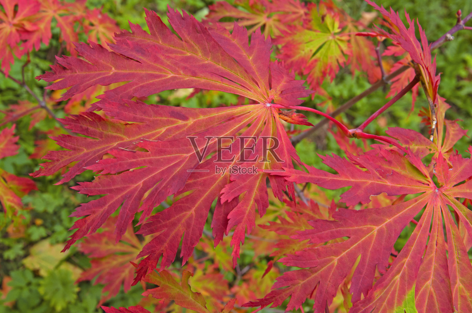 美丽明亮多彩的日本红枫树叶特写在一个阳光明媚的日子里在公园照片摄影图片