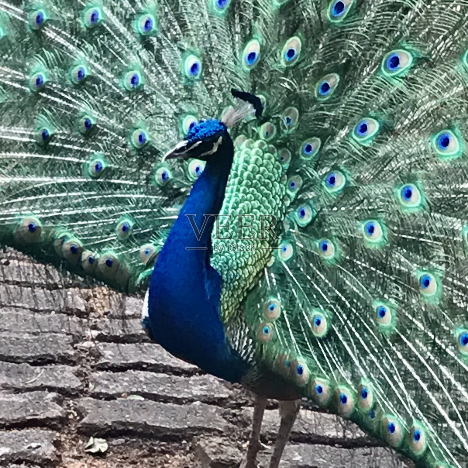 孔雀照片摄影图片