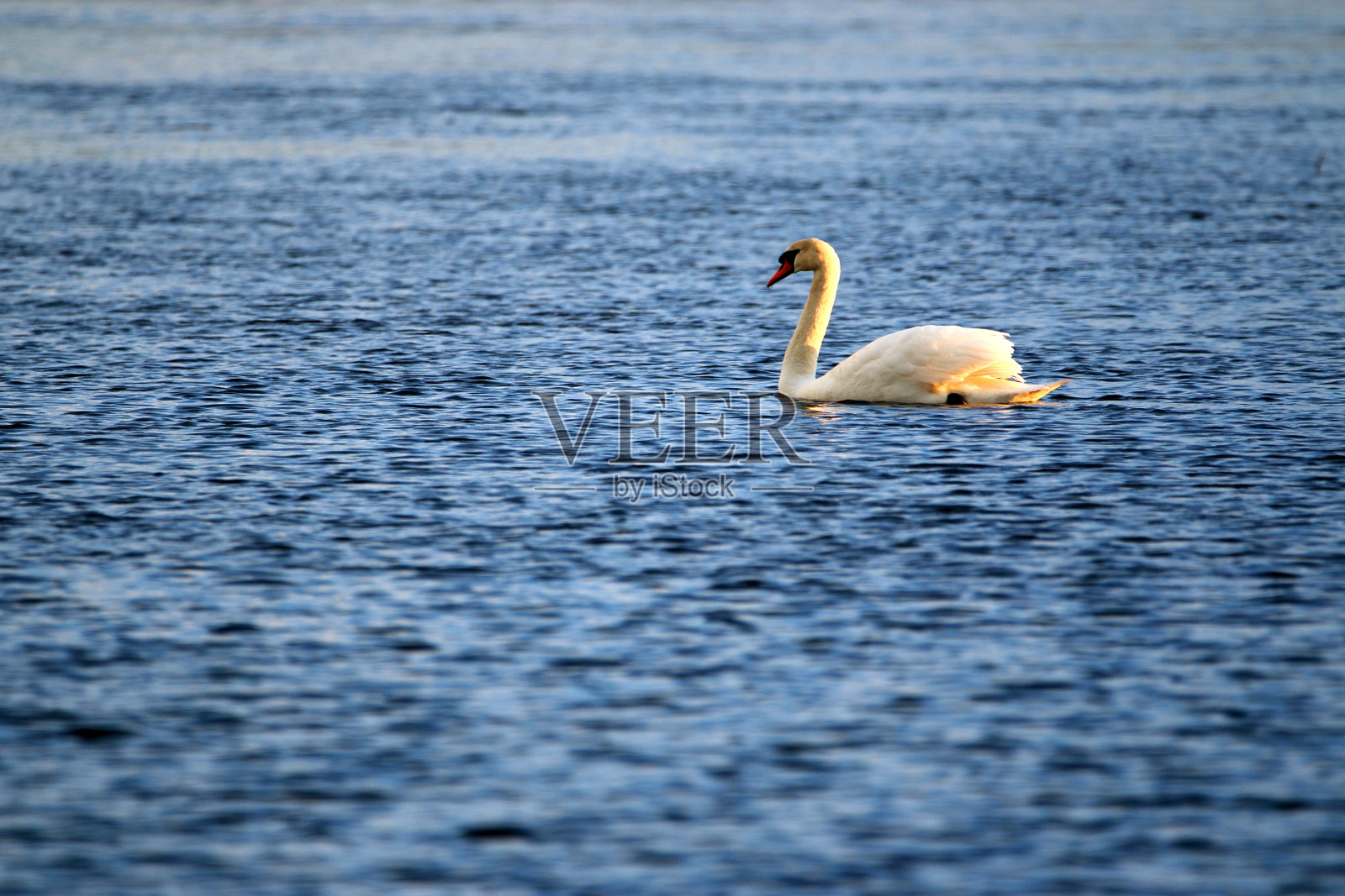 天鹅座在水面上色照片摄影图片