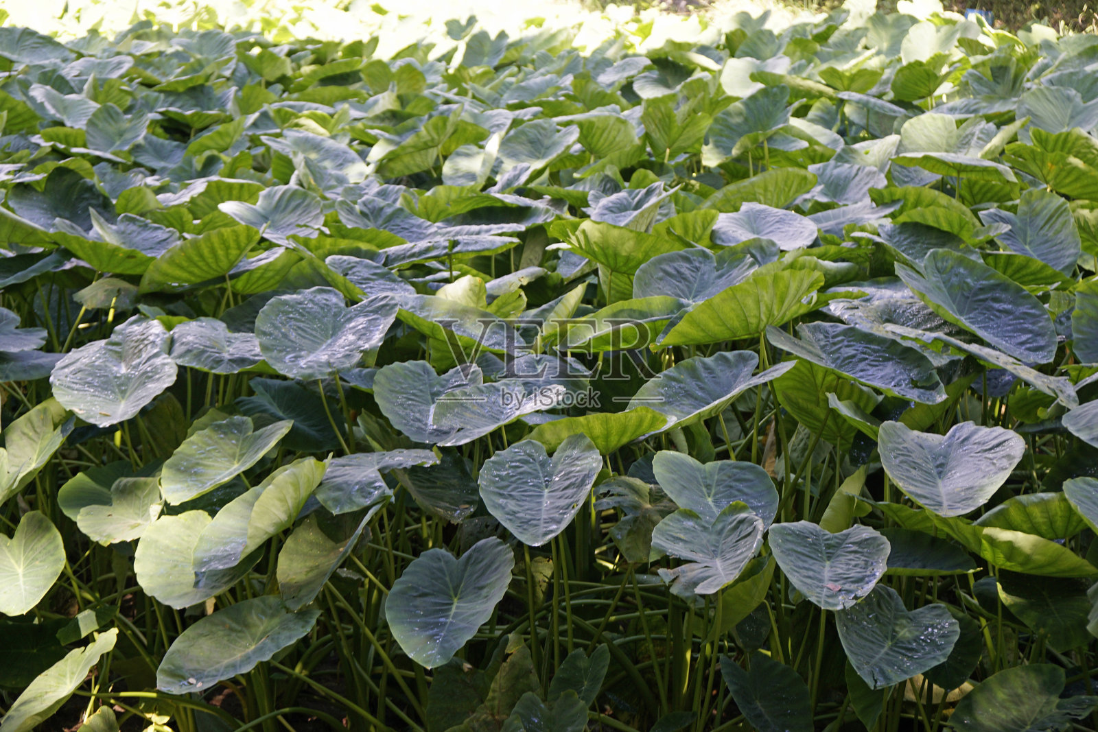 亚速尔群岛上风景优美的绿色山景照片摄影图片
