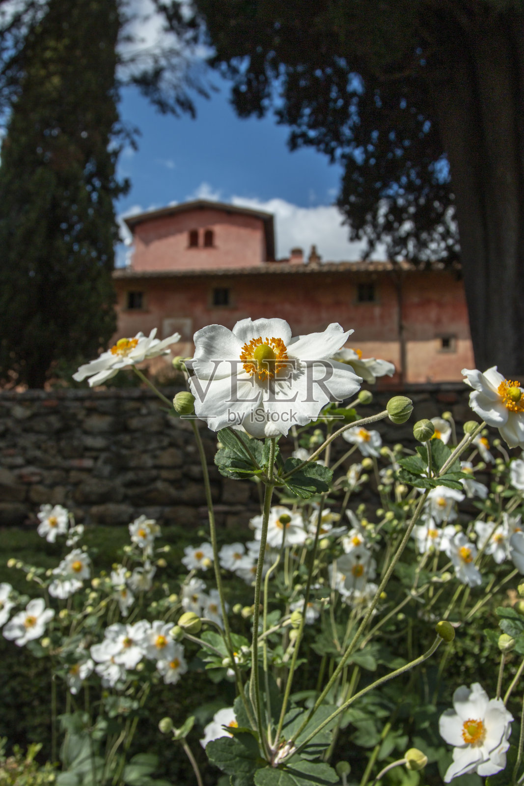 花园里有白色的花。照片摄影图片