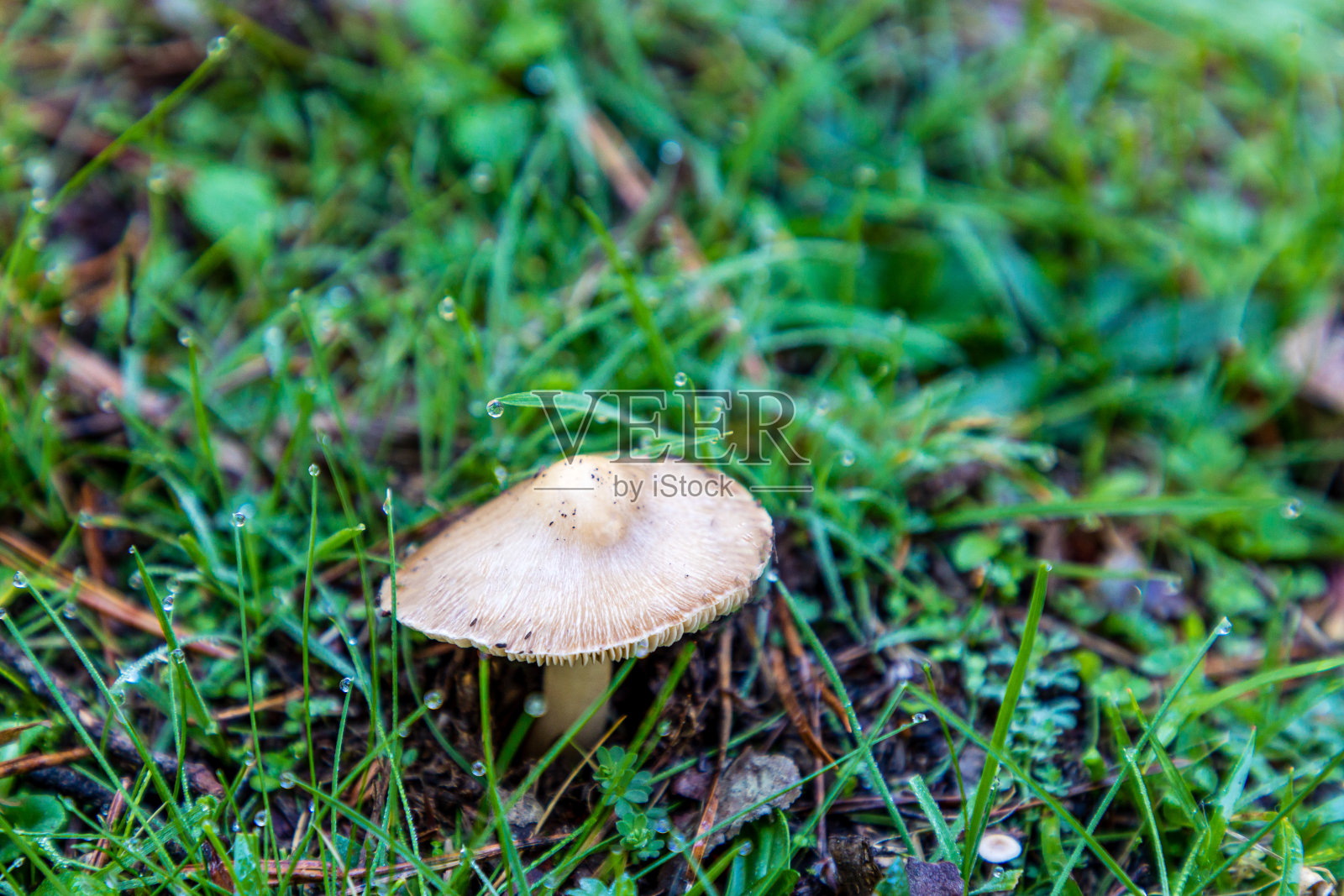 生长在马德里瓜达拉马山脉洛索亚山谷草地上的野生蘑菇照片摄影图片