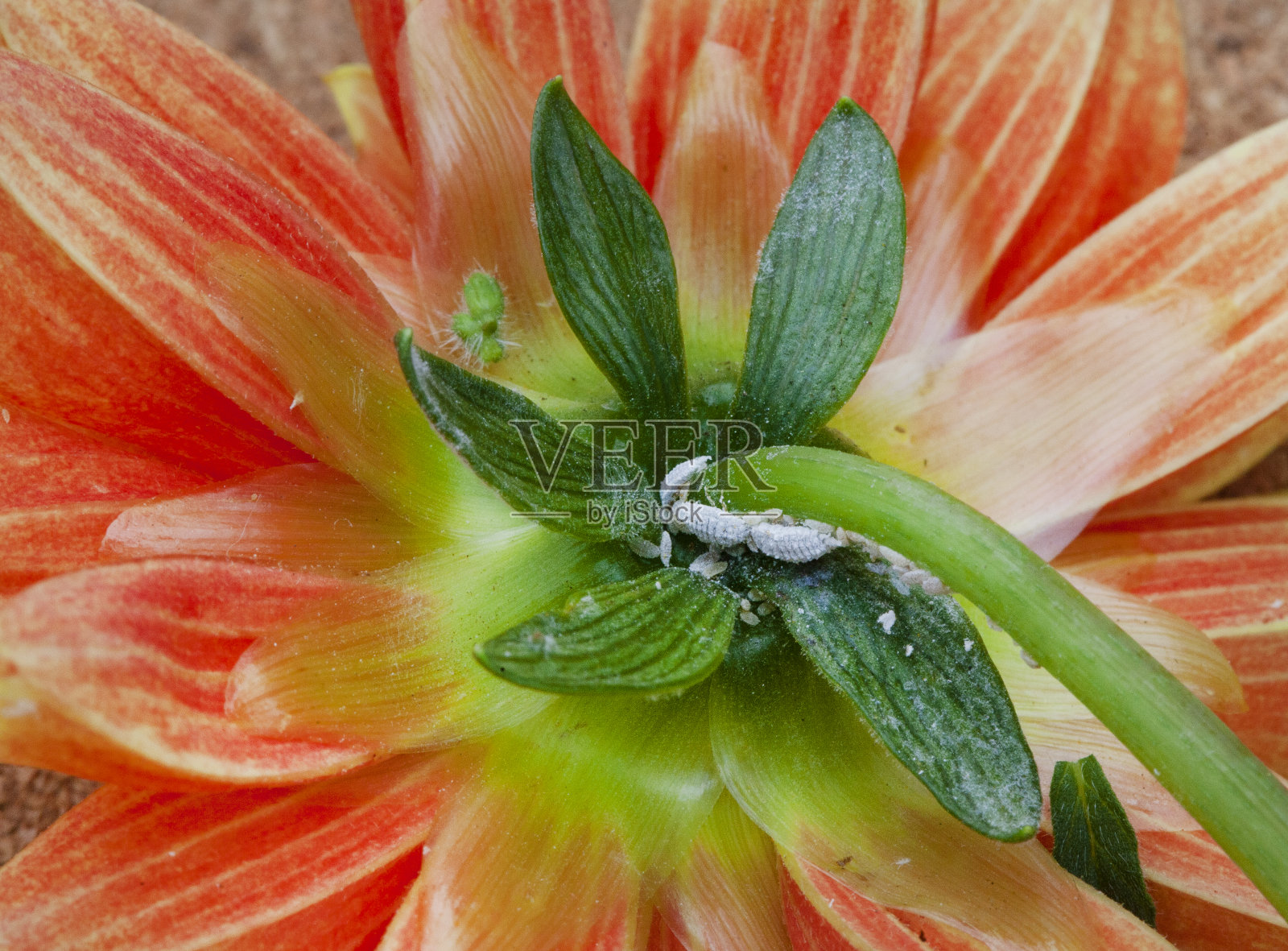 水蜡虫在花照片摄影图片