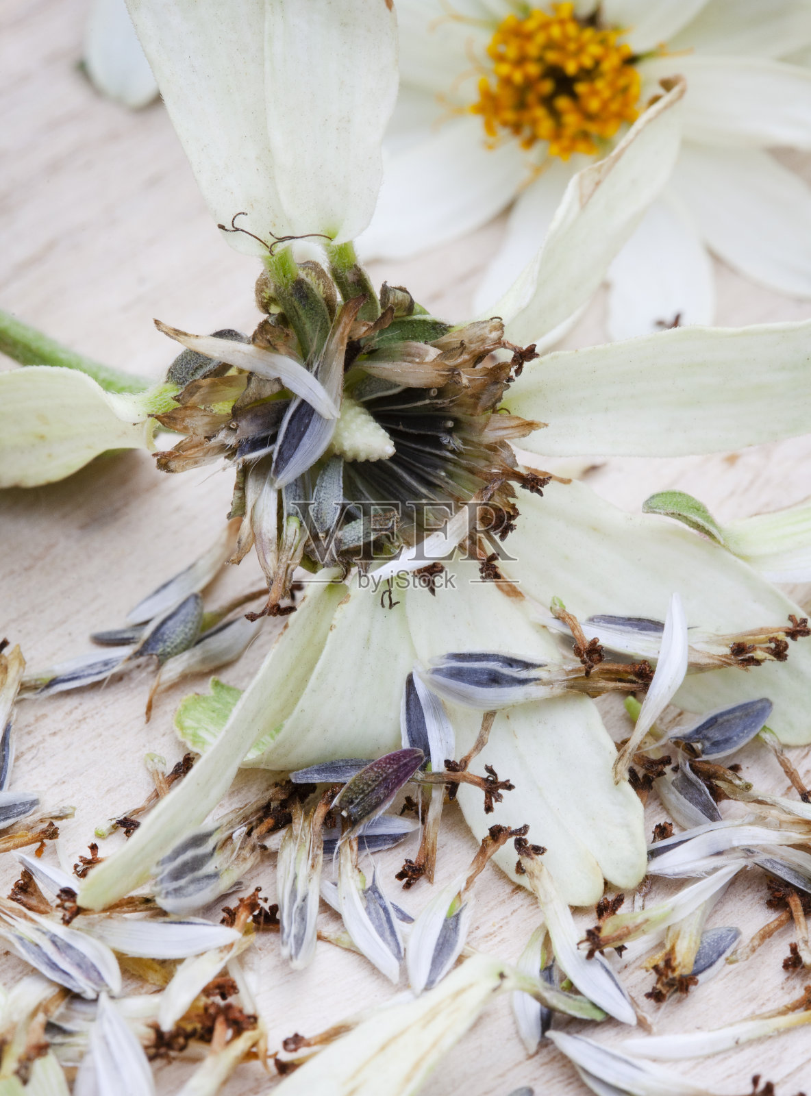 收集花种照片摄影图片