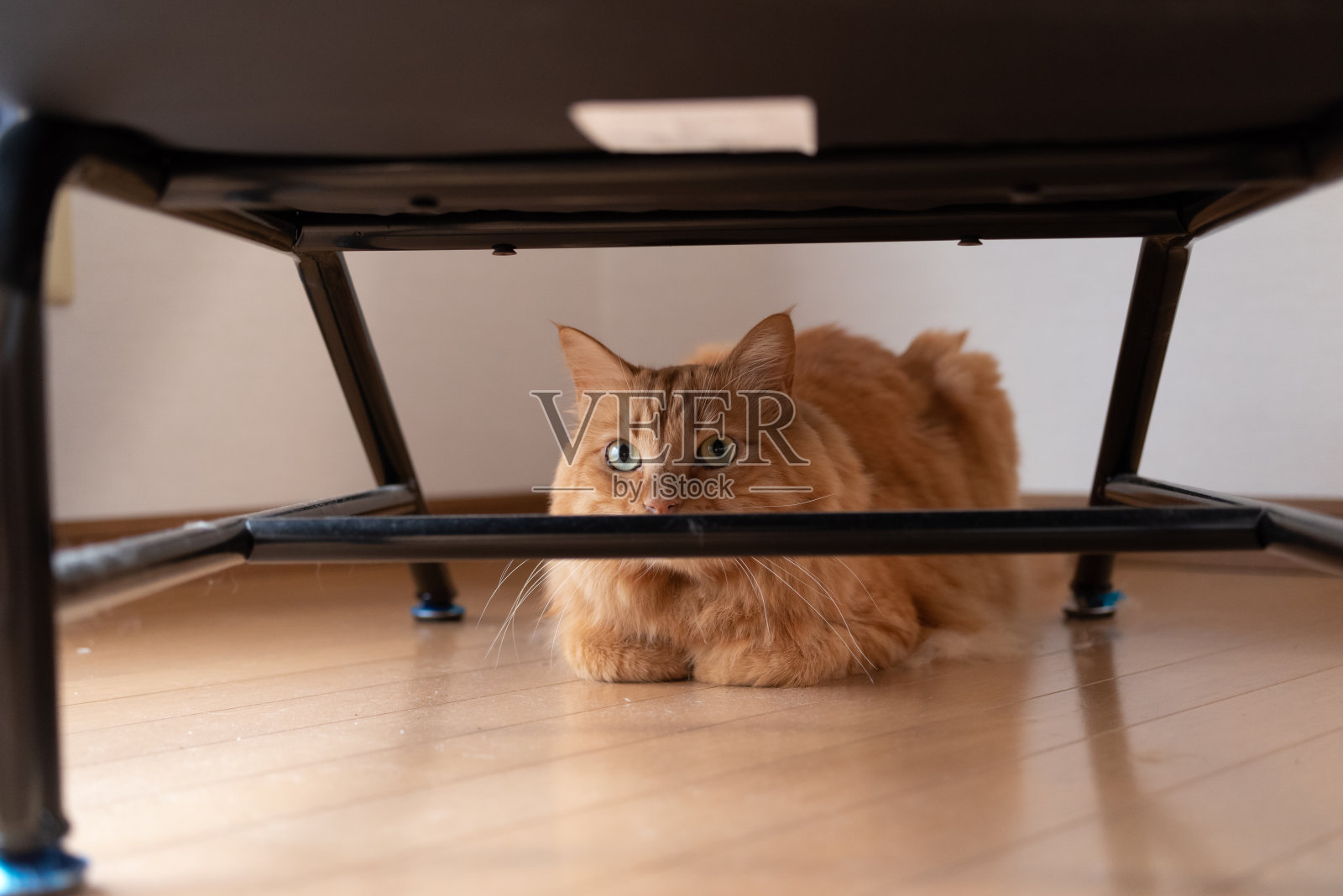 猫照片摄影图片